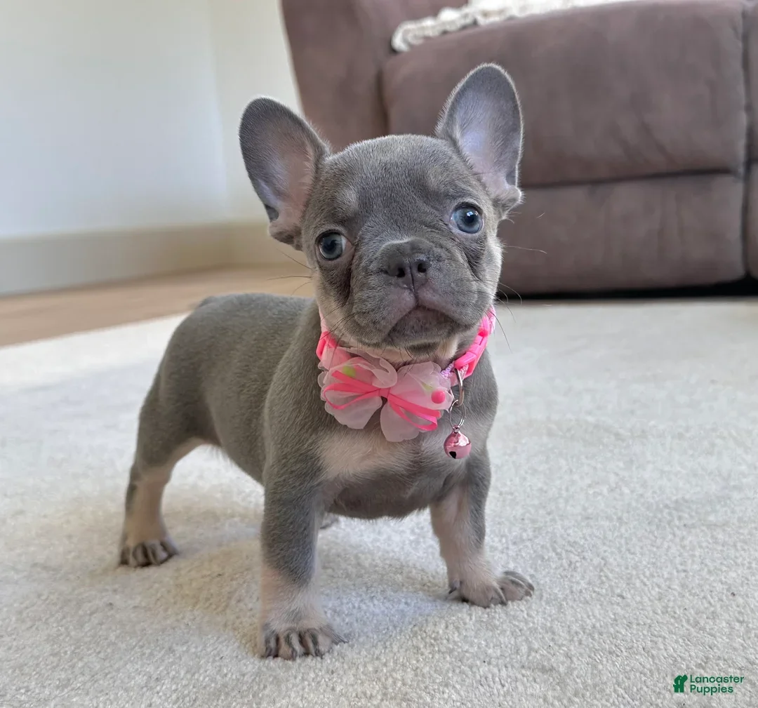FRENCH BULLDOG PUPPY image 1