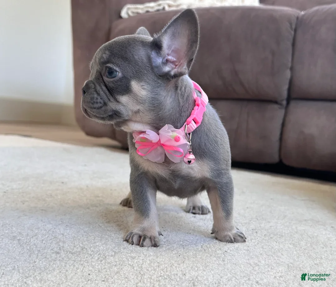 FRENCH BULLDOG PUPPY image 2