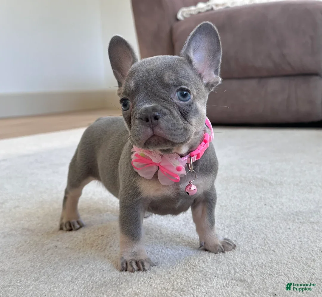 FRENCH BULLDOG PUPPY image 4