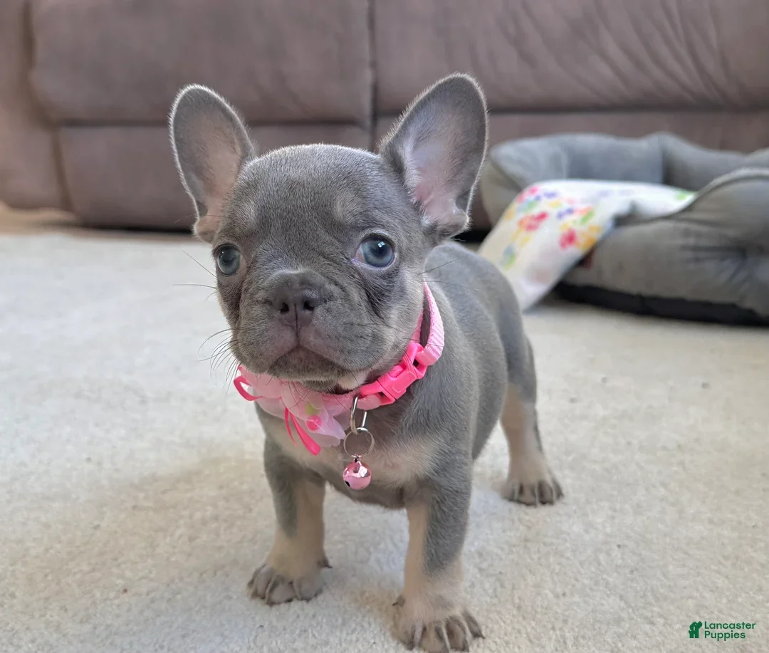 FRENCH BULLDOG PUPPY image 3