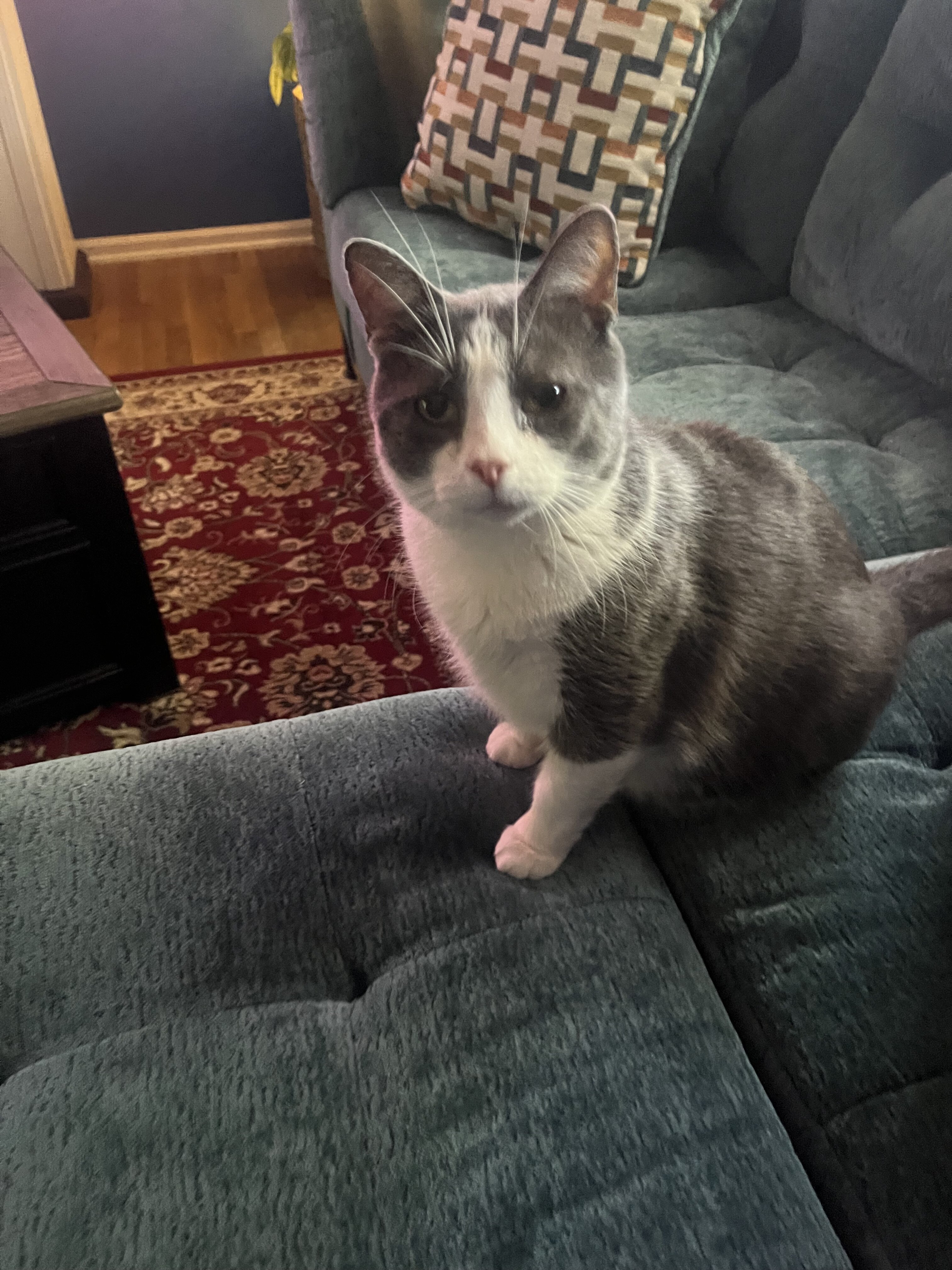 Rehoming sweet cat image 1