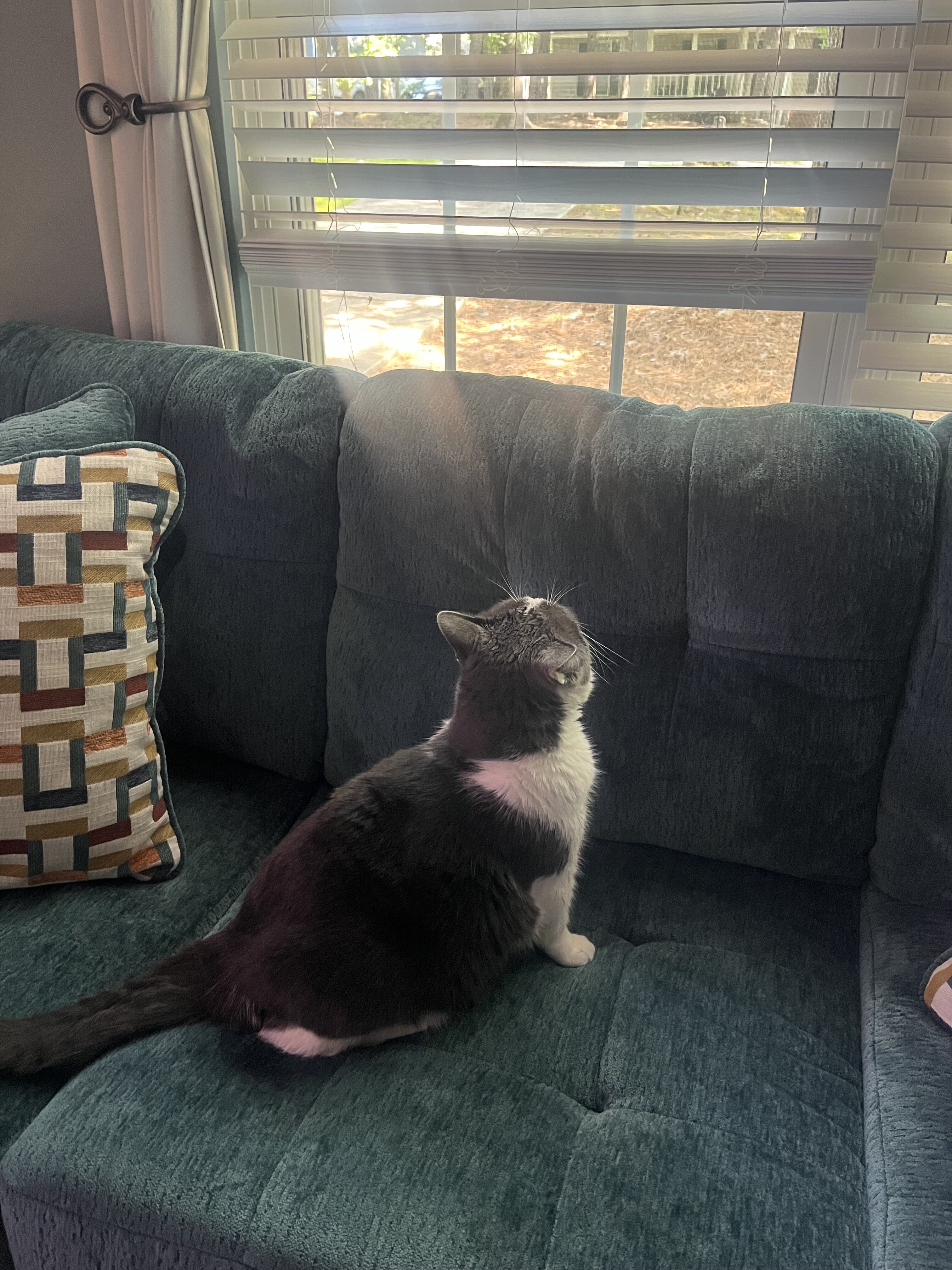 Rehoming sweet cat image 2