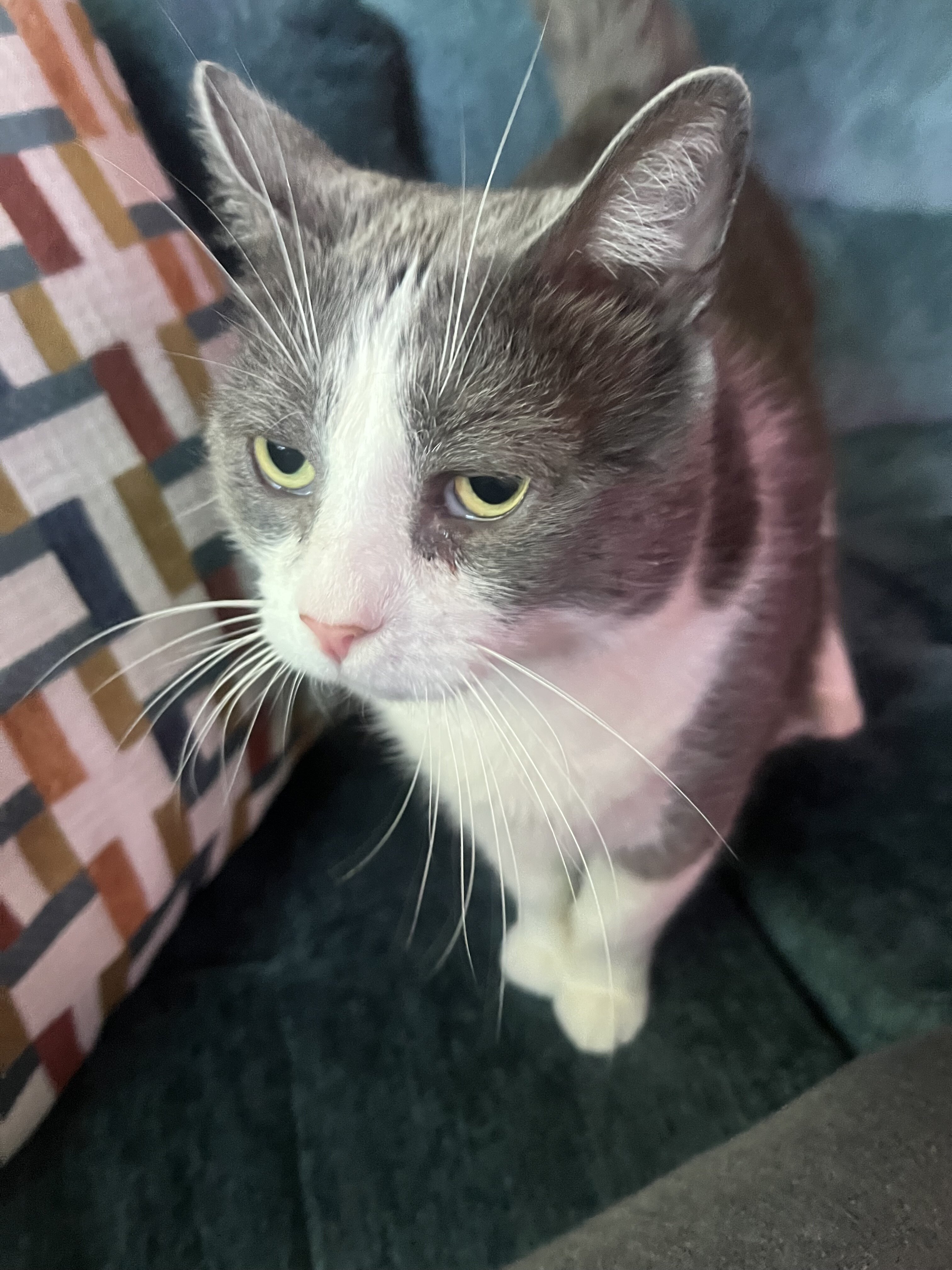 Rehoming sweet cat image 3