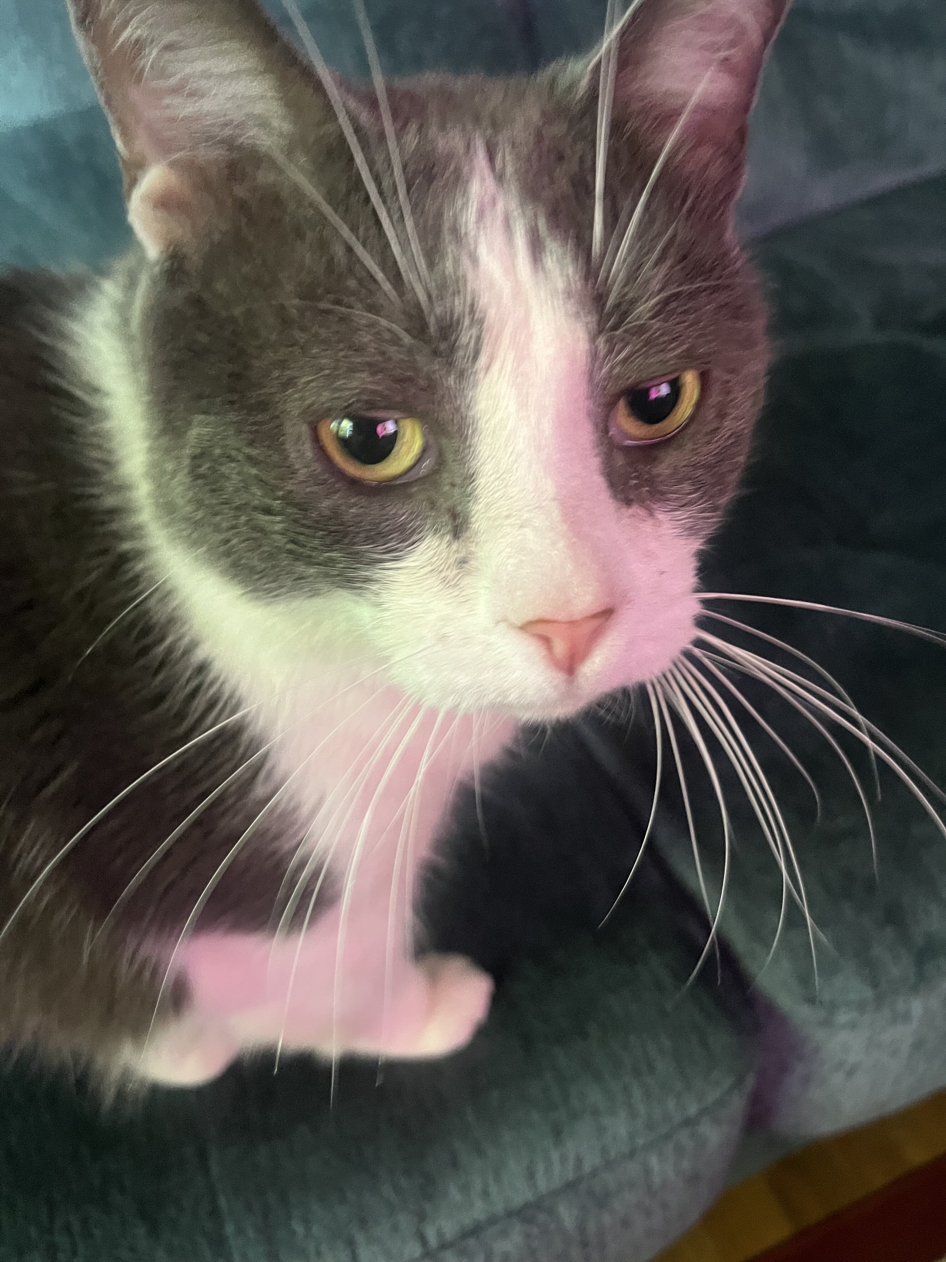 Rehoming sweet cat image 4