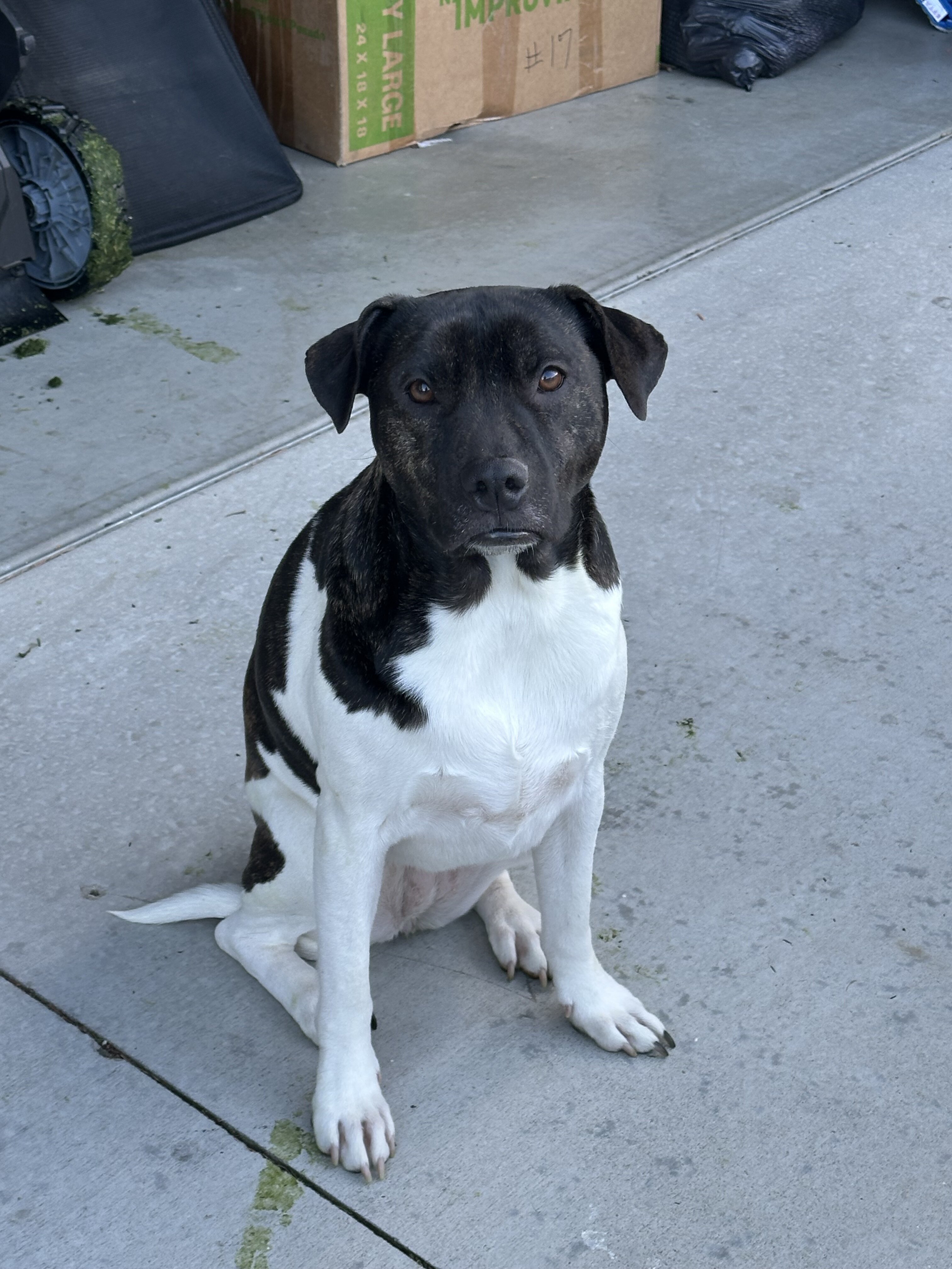 Dog image 1