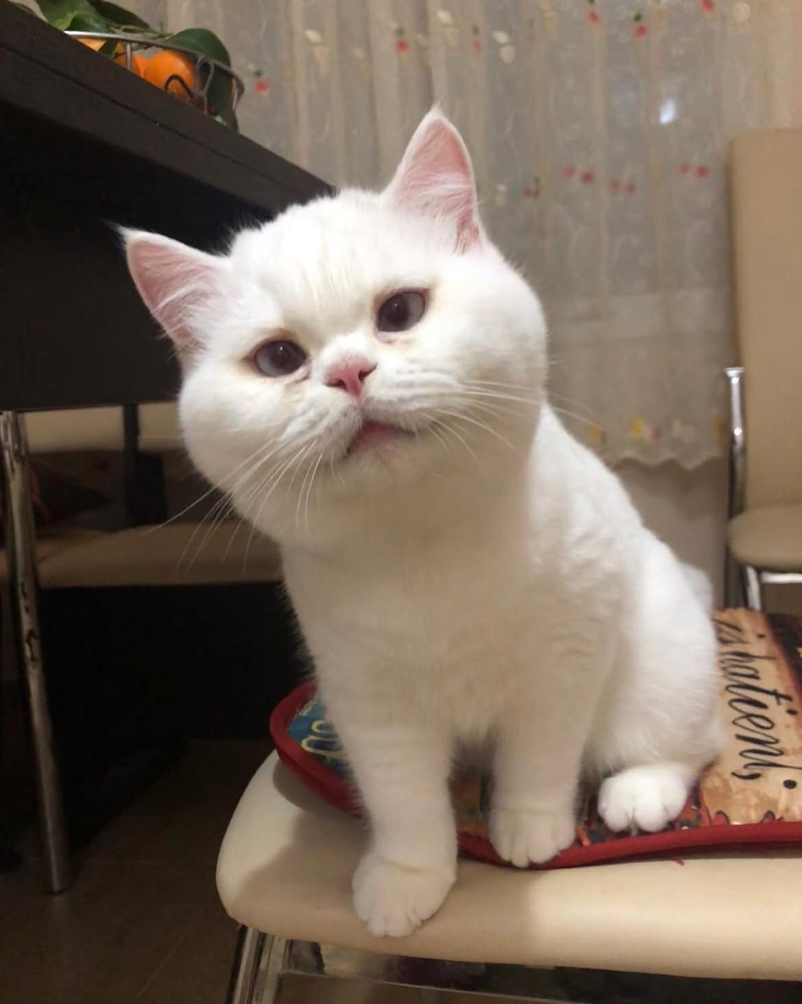 White Scottish Fold image 1