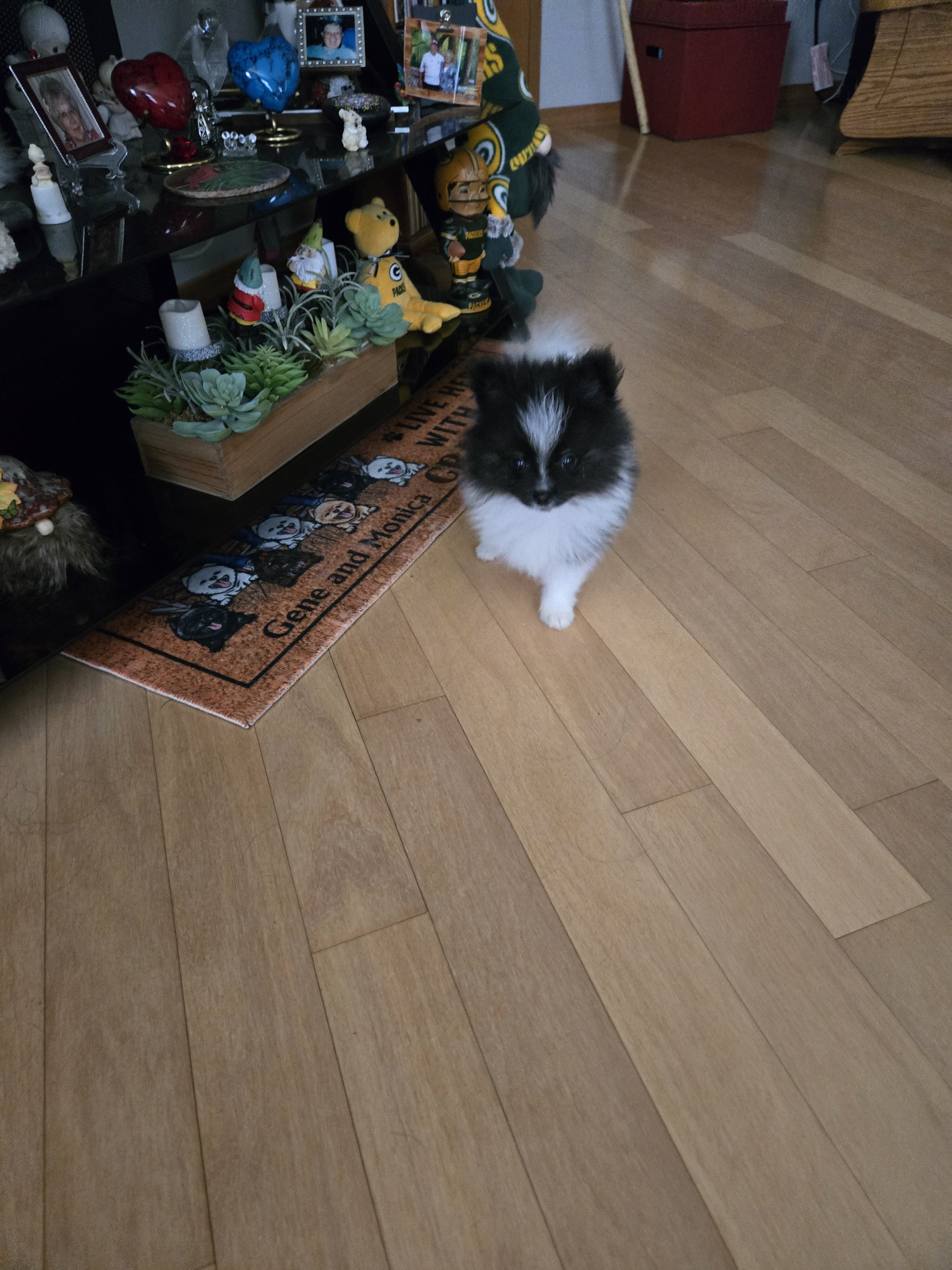 Pomeranian puppy image 3