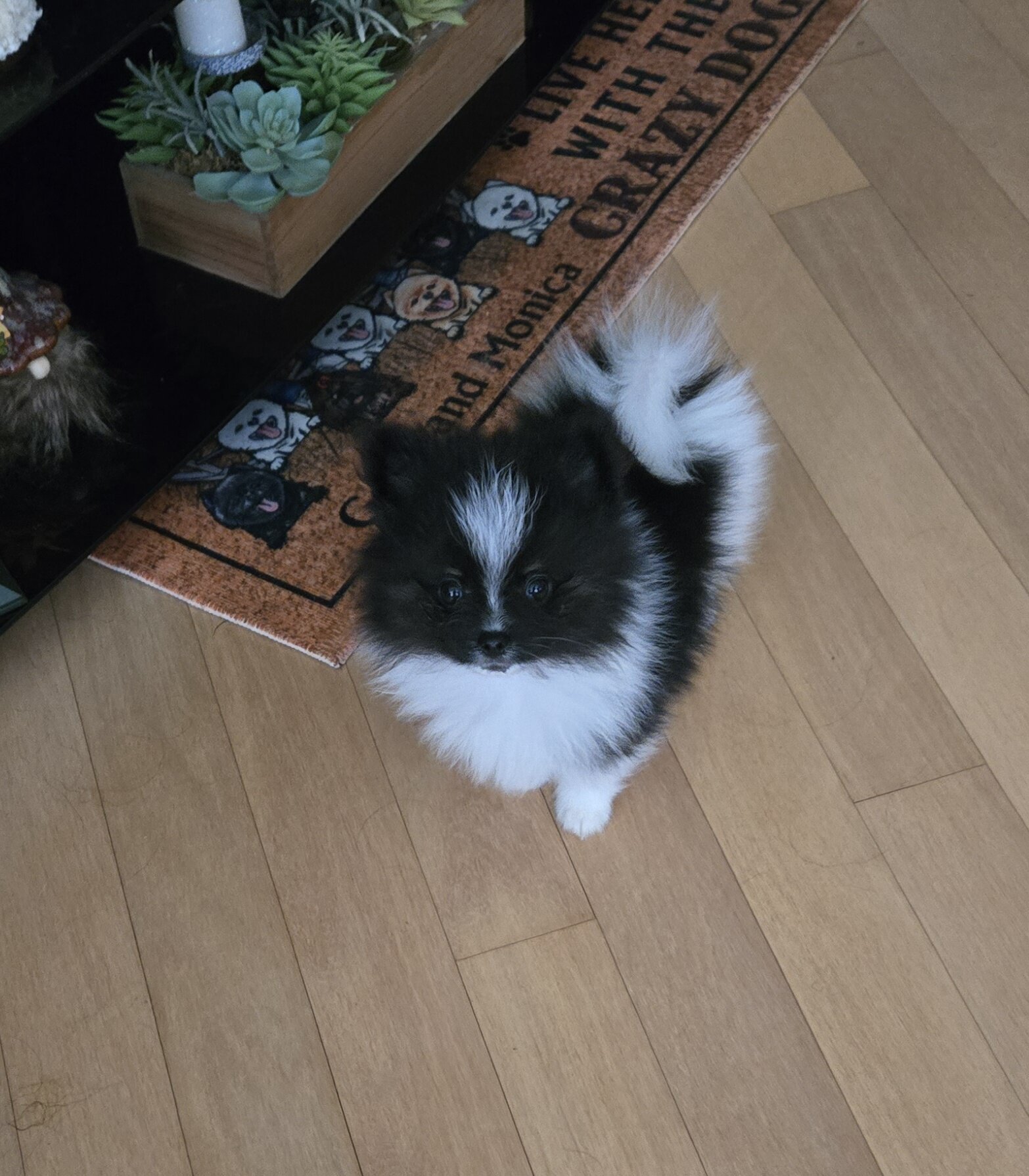 Pomeranian puppy image 1