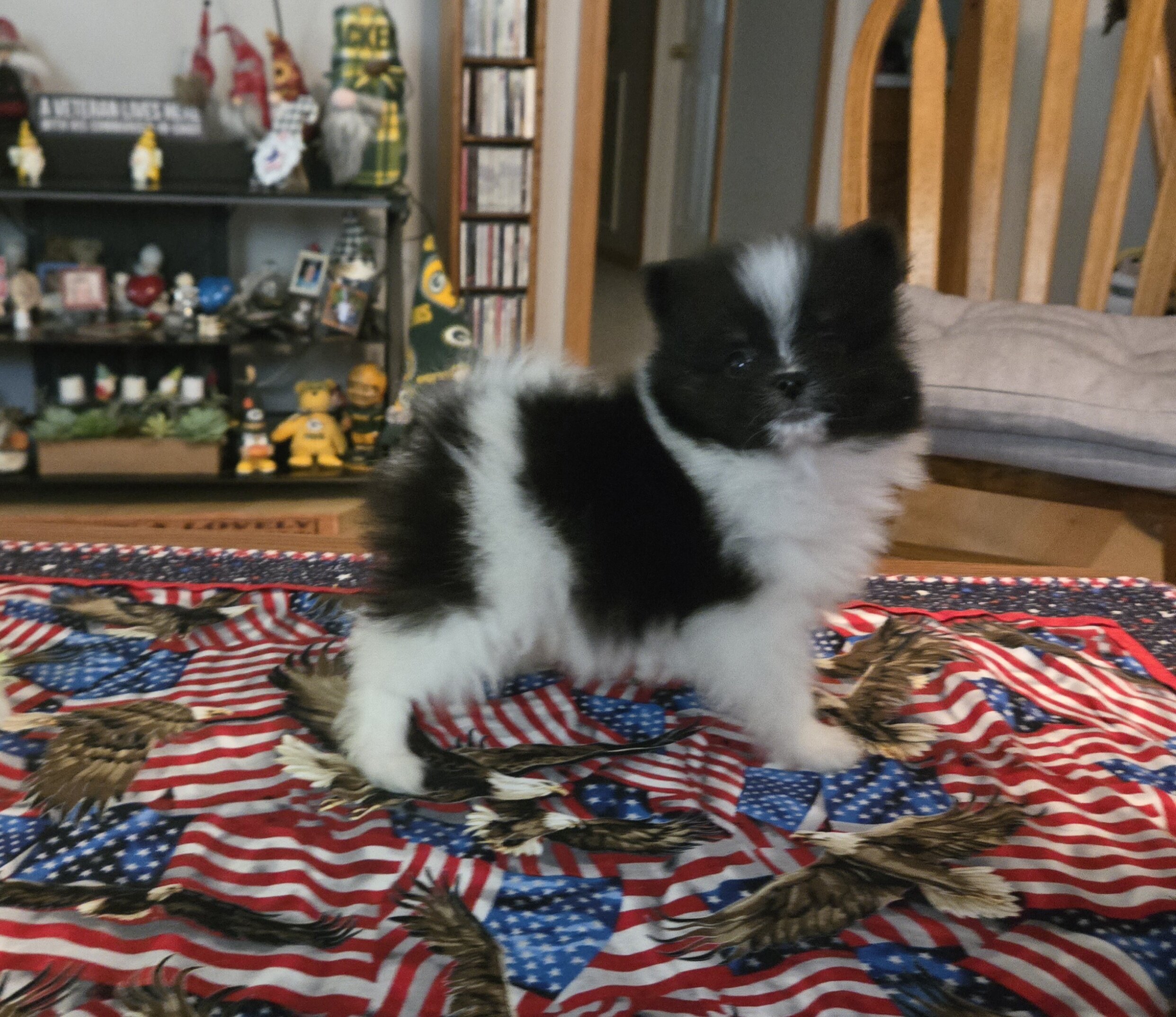 Pomeranian puppy image 2
