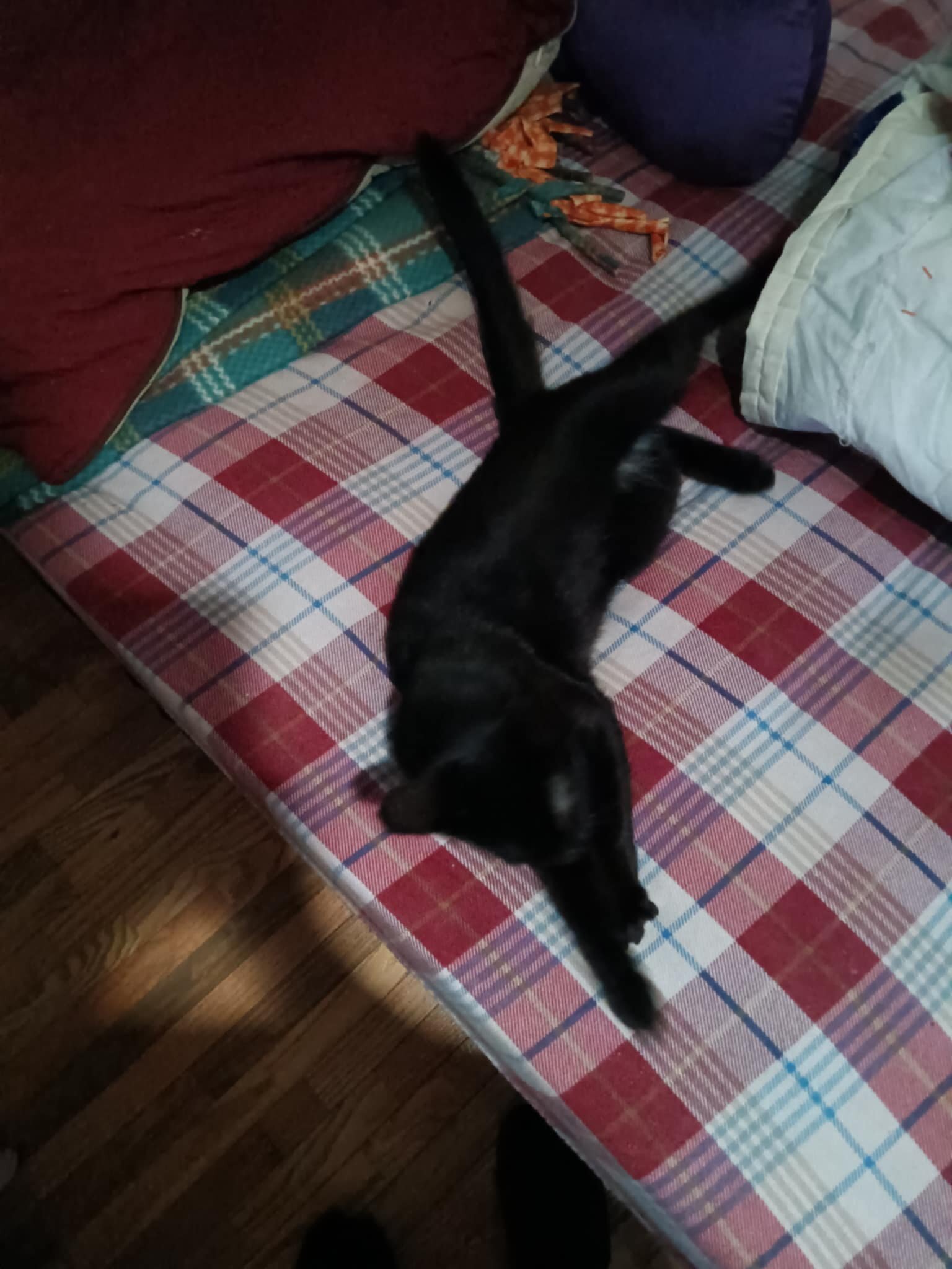2 year old cat image 1