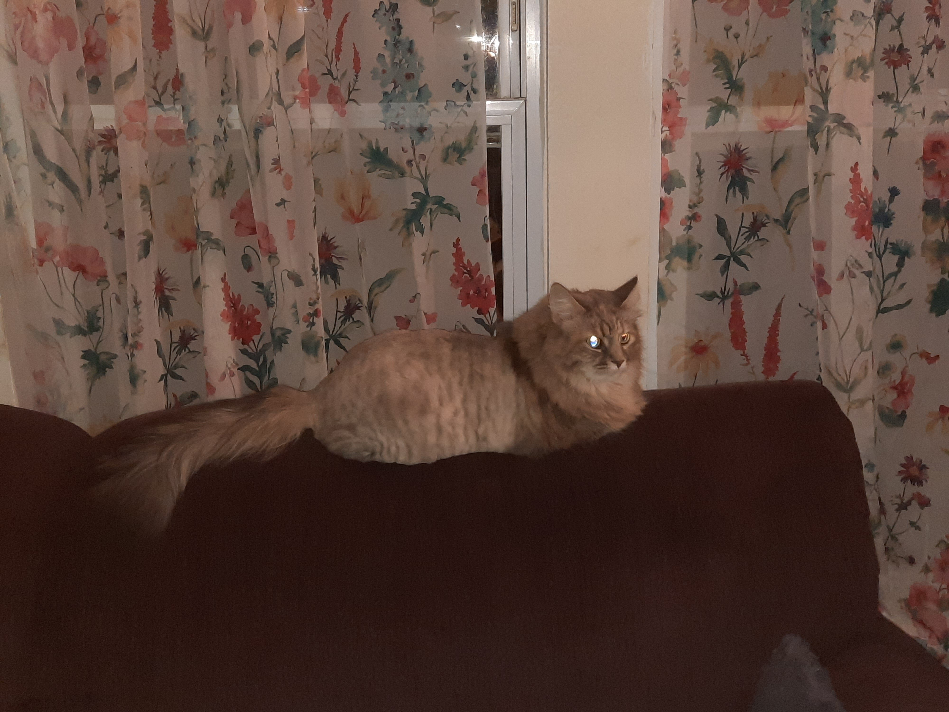 Senior female cat image 3