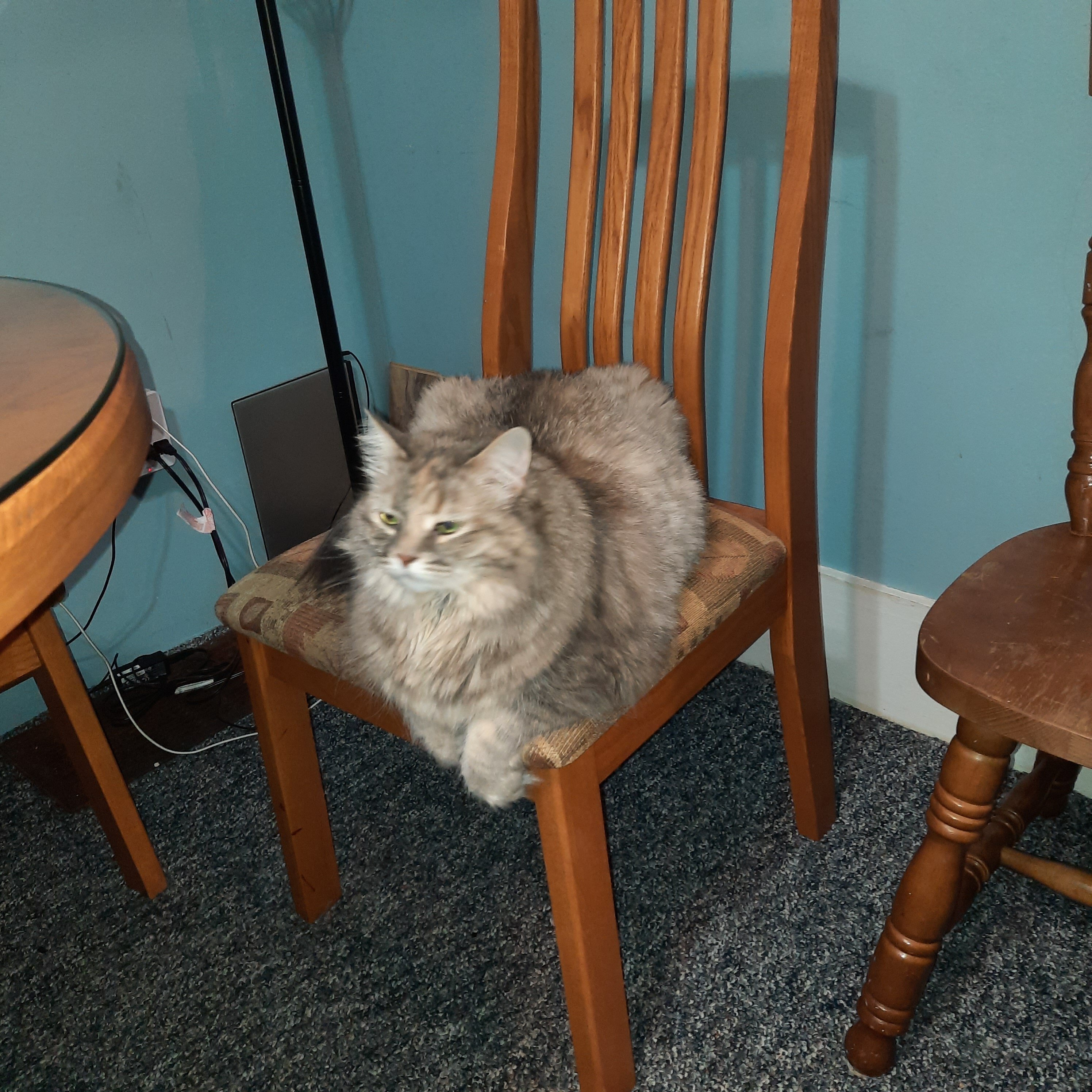 Senior female cat image 2