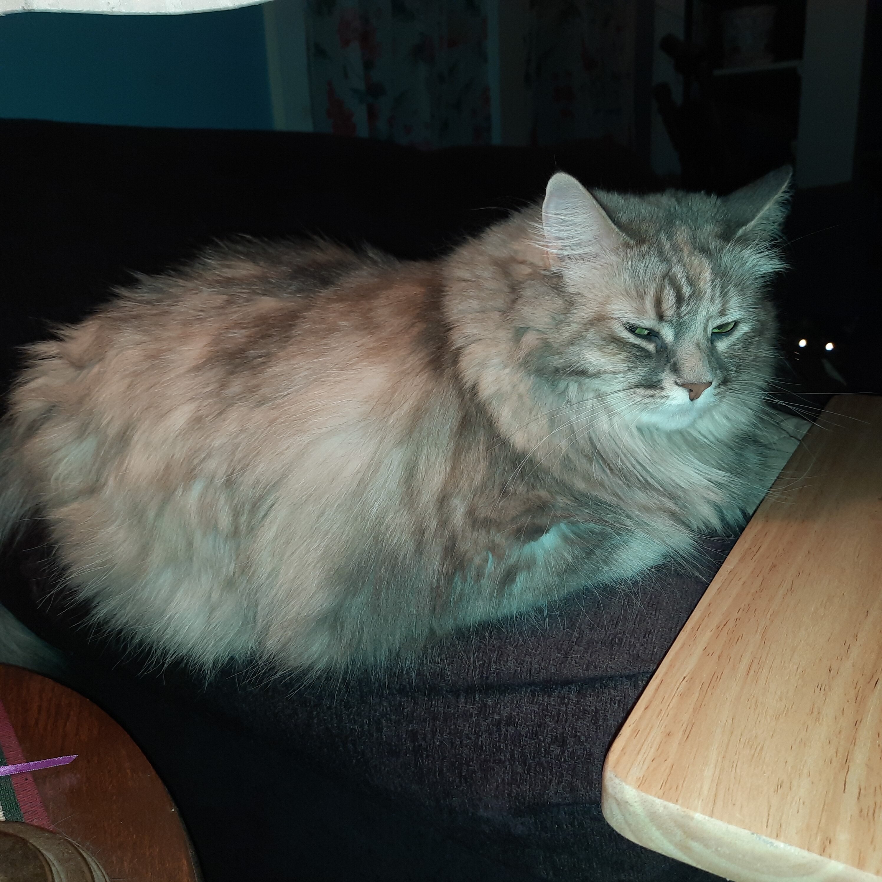 Senior female cat image 1