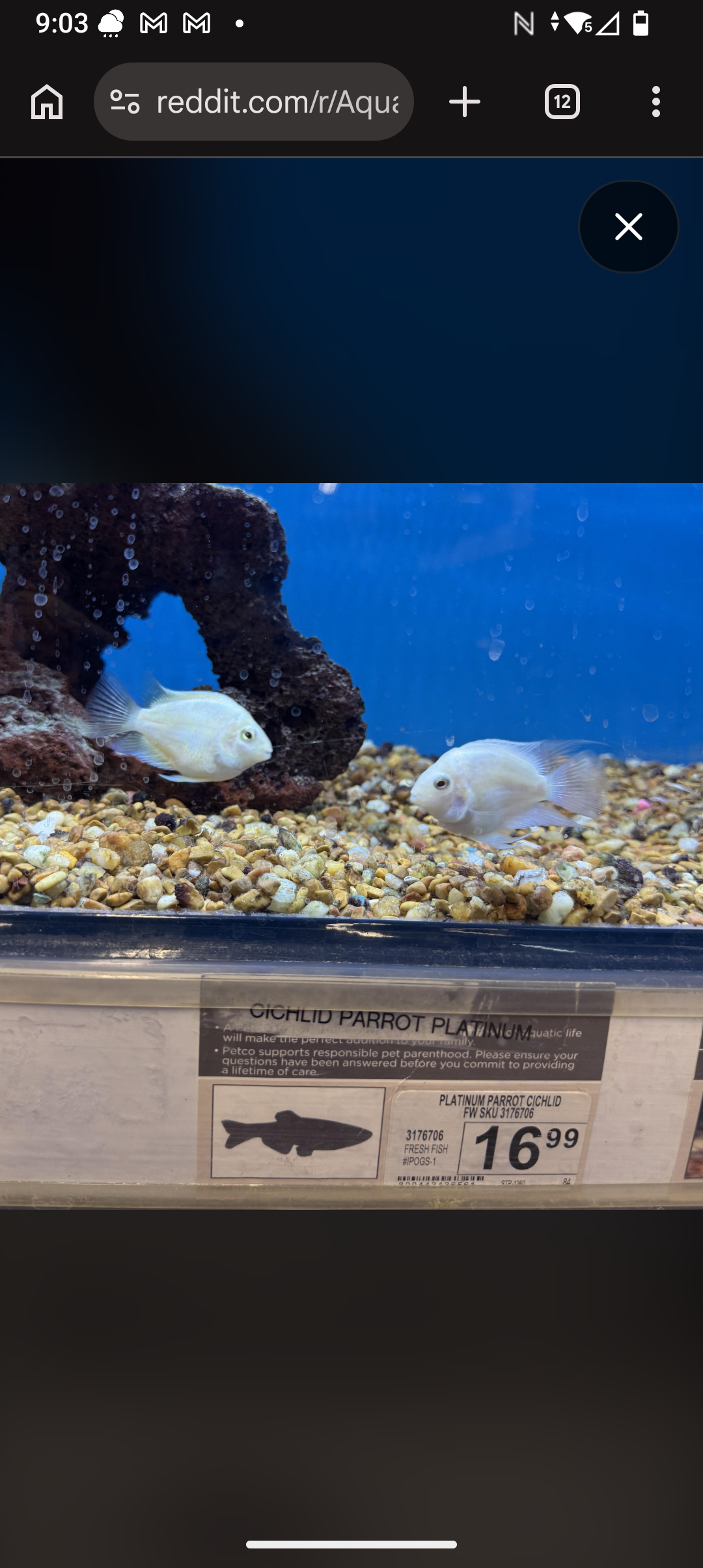 polar white parrot cichlid fry image 1