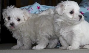 Gorgeous Teacup Maltese puppies image 1