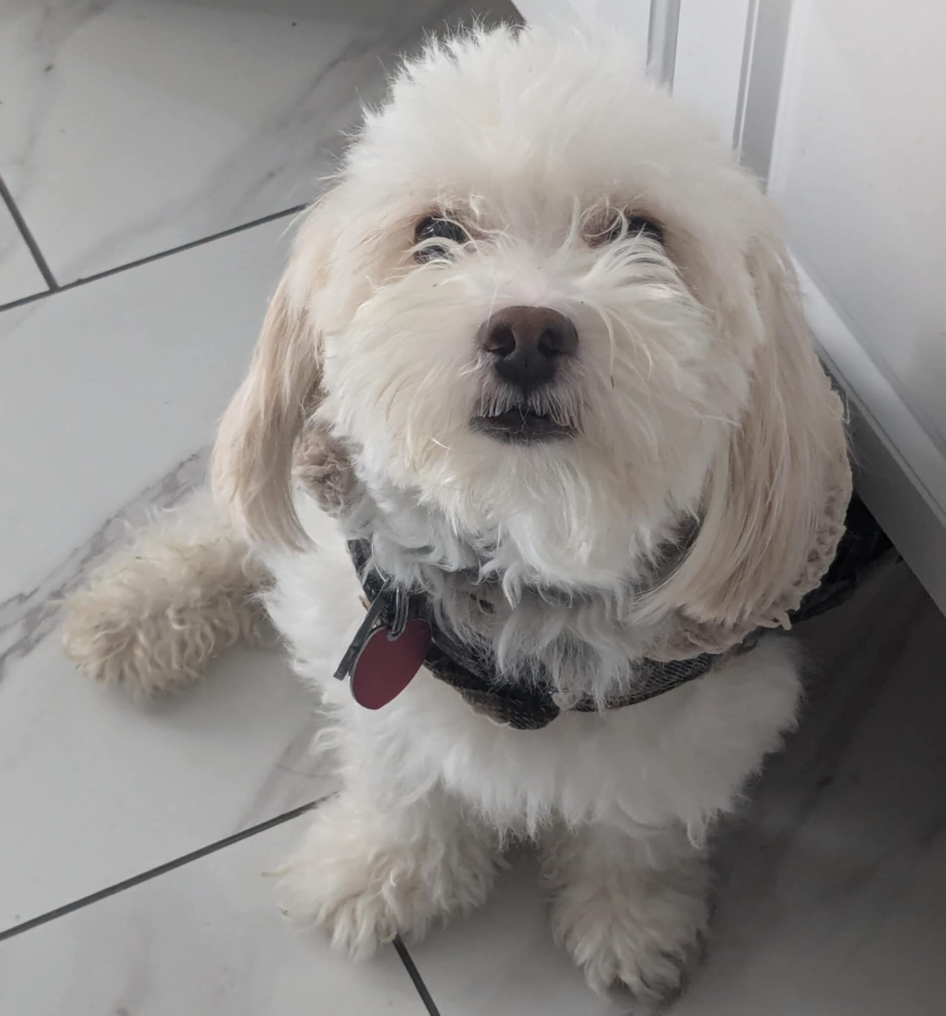 Male Pomapoo, vaccinated unneutered affectionate image 2