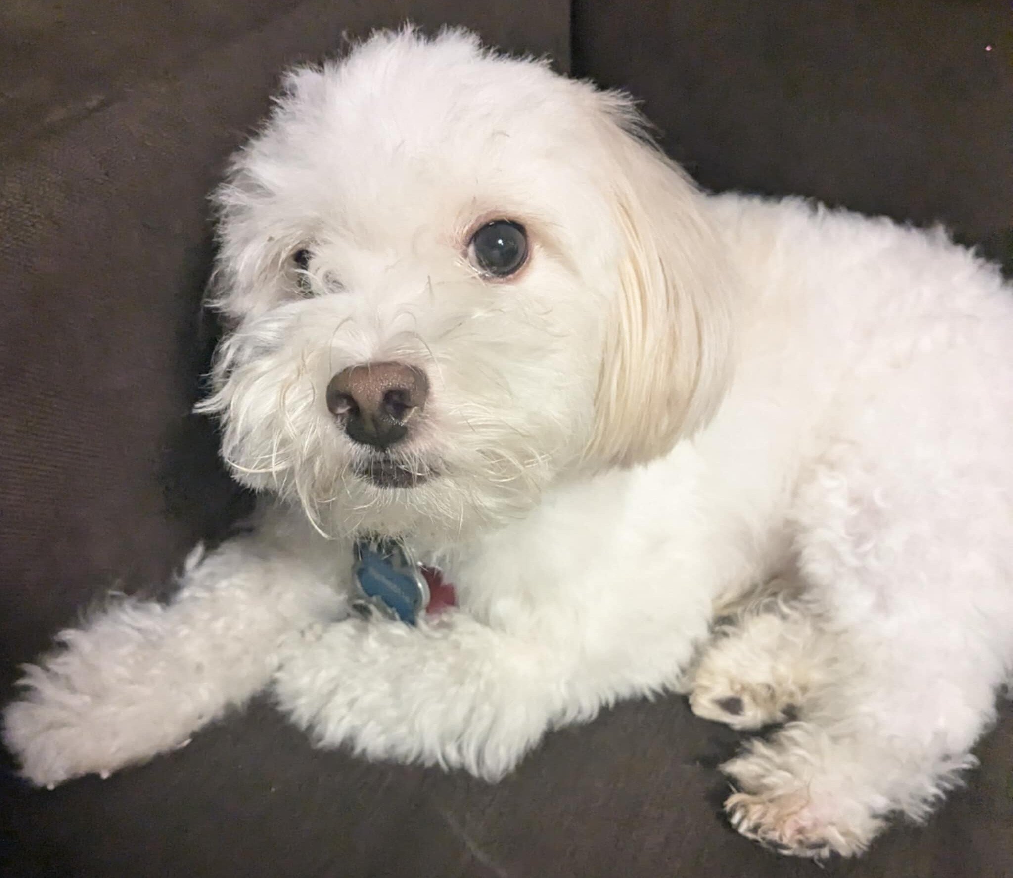 Male Pomapoo, vaccinated unneutered affectionate image 1