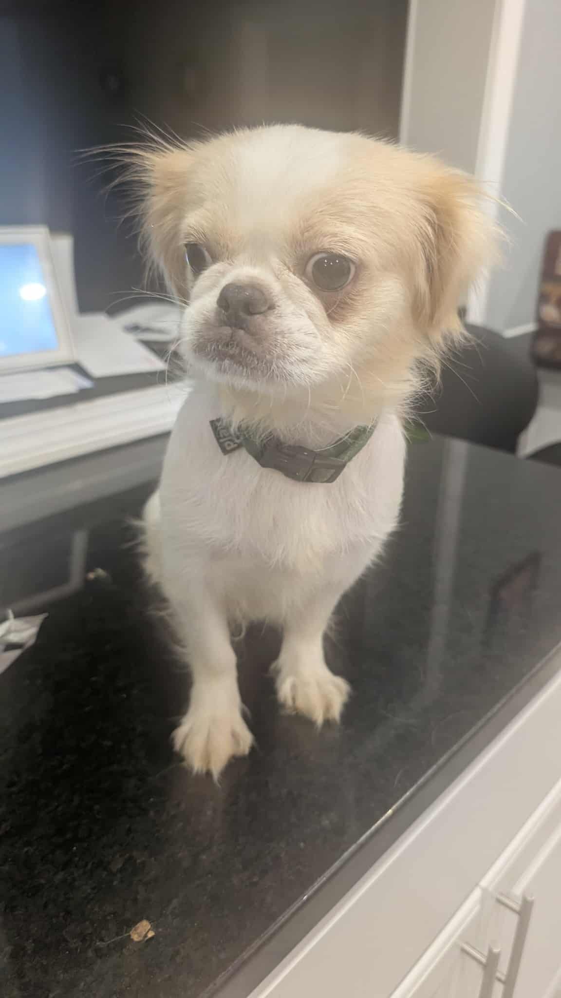 Affectionate, vaccinated female Pekingese image 2