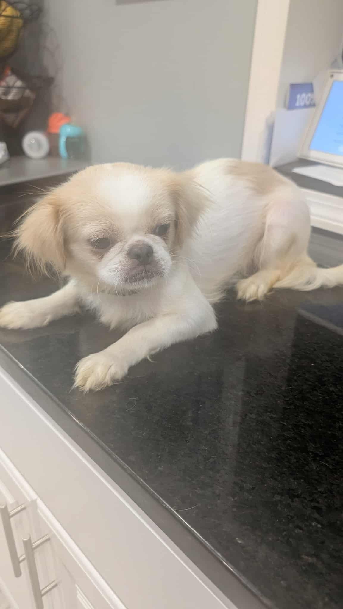 Affectionate, vaccinated female Pekingese image 1