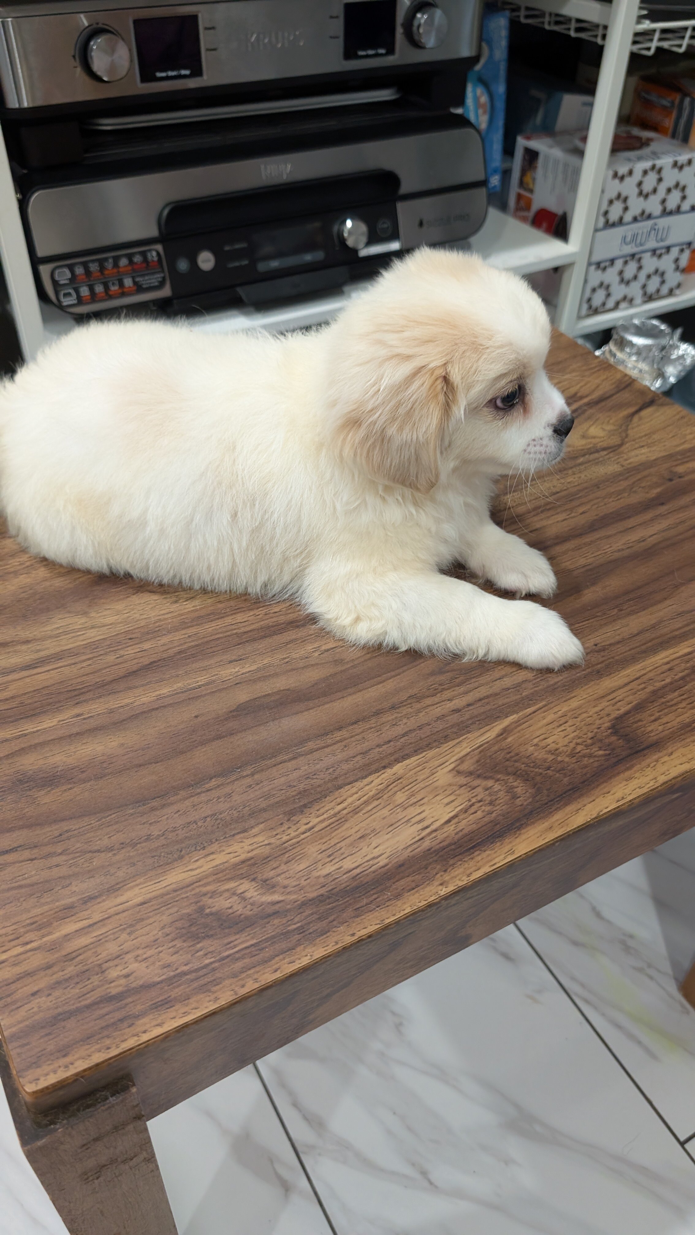affectionate male puppy image 3
