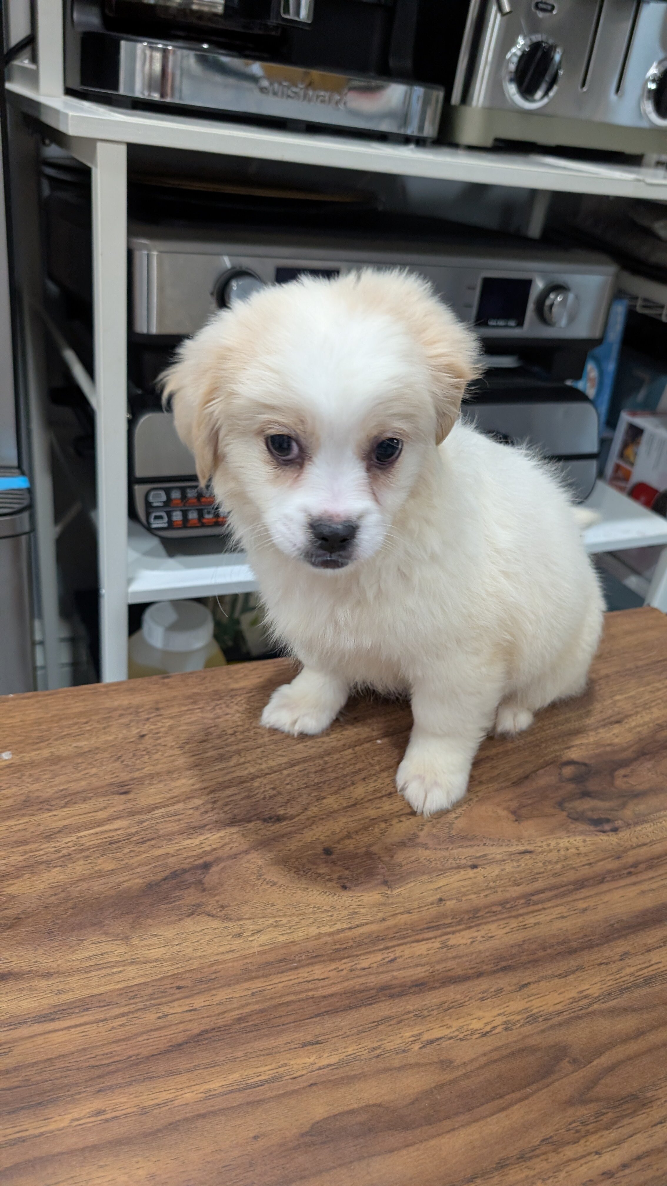 affectionate male puppy image 2