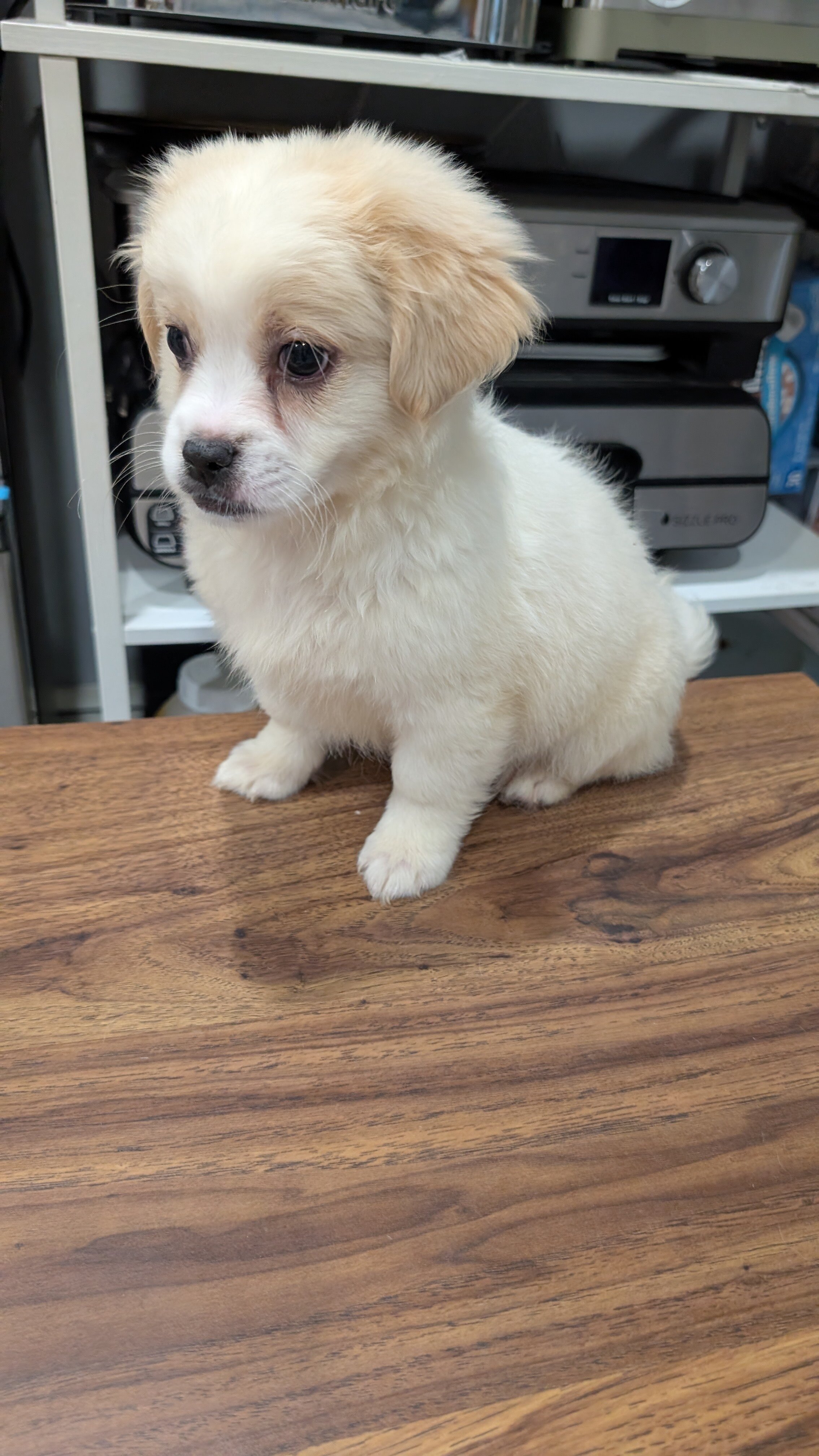 affectionate male puppy image 1
