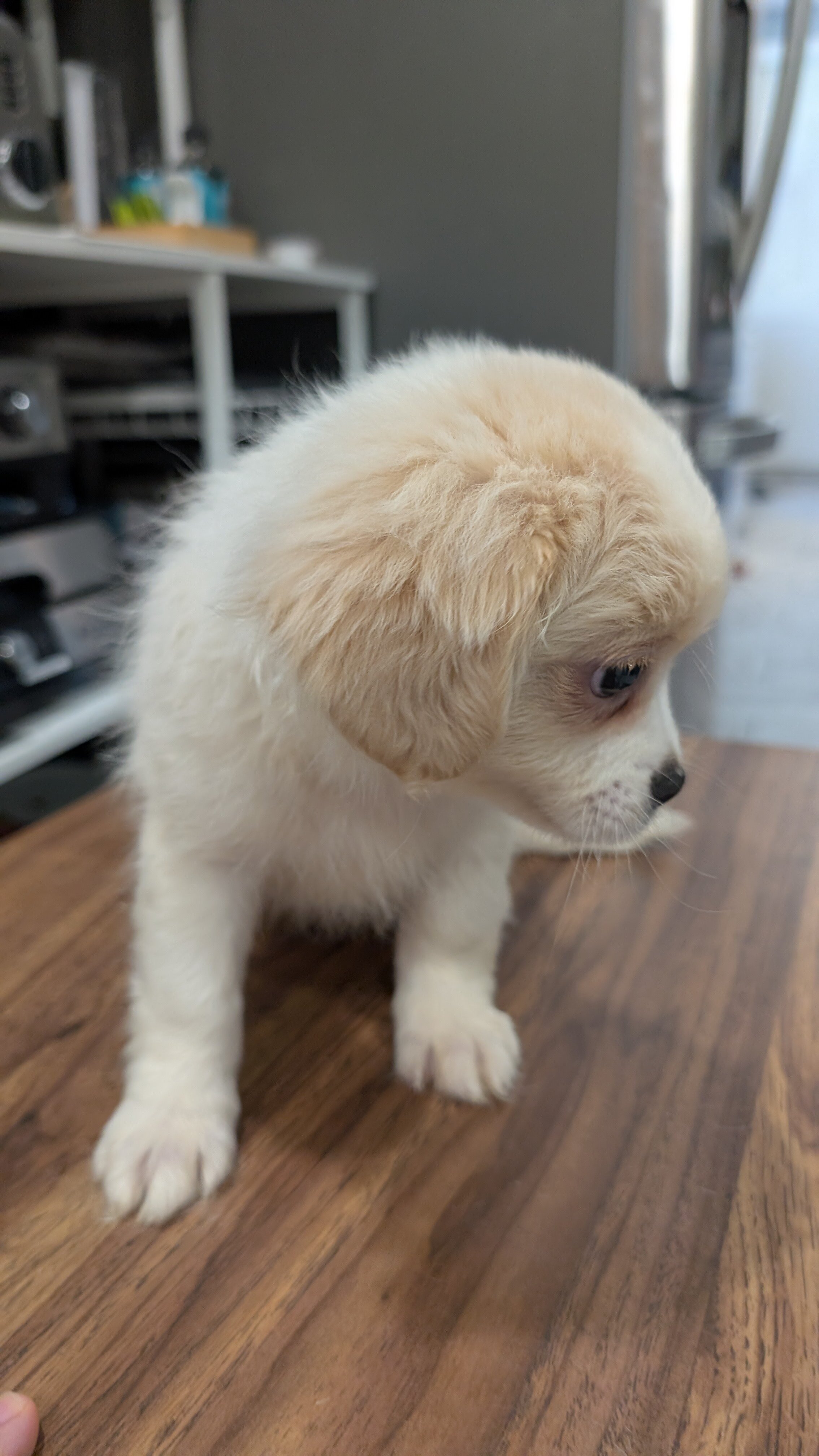 affectionate with kids and other pets male puppy image 1