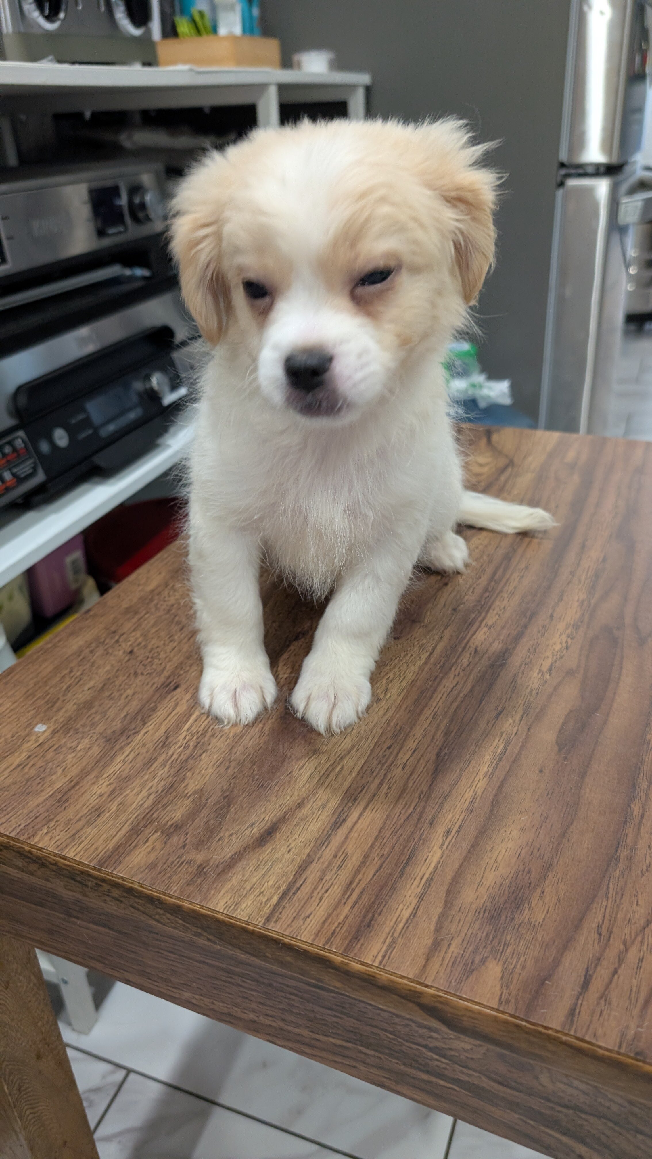 affectionate with kids and other pets male puppy image 3