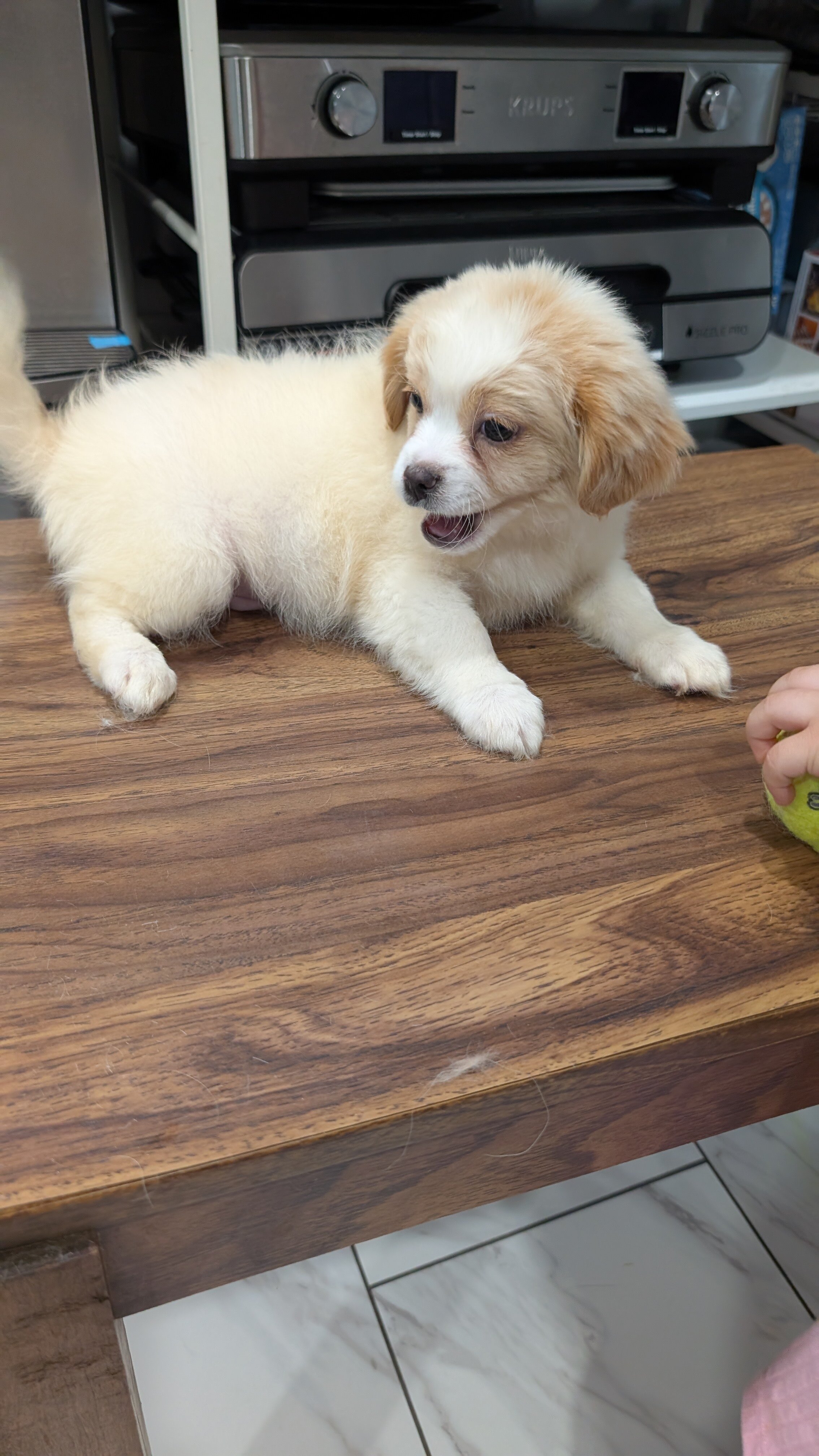 Male puppy, affectionate with kids image 1