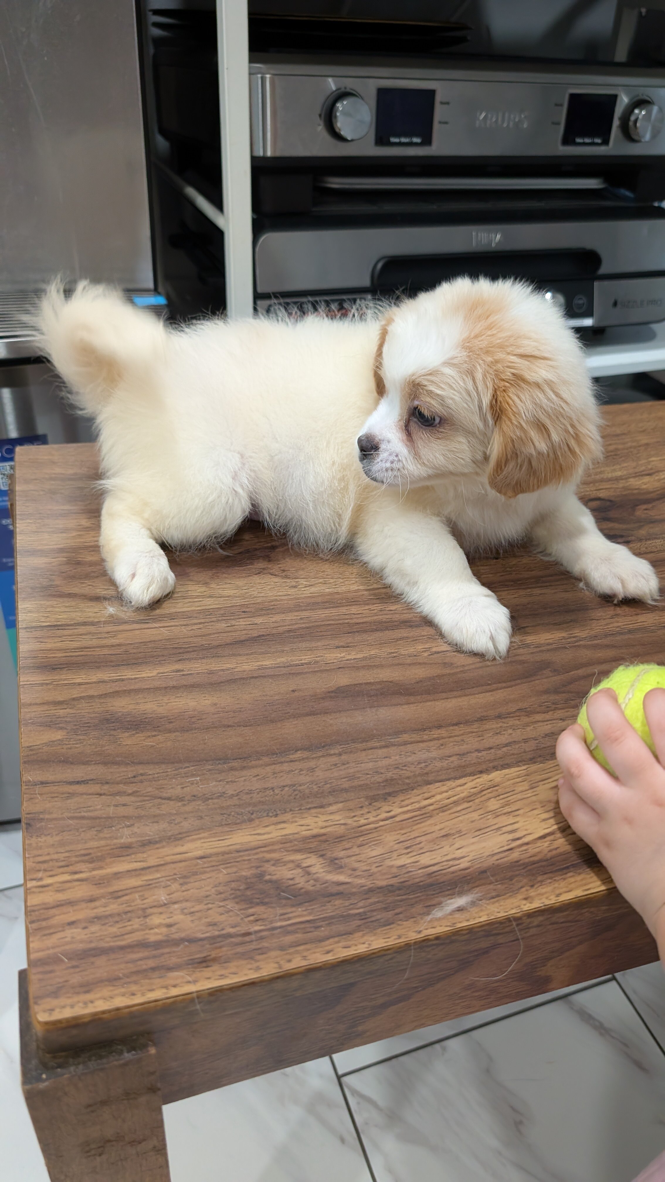 Male puppy, affectionate with kids image 4
