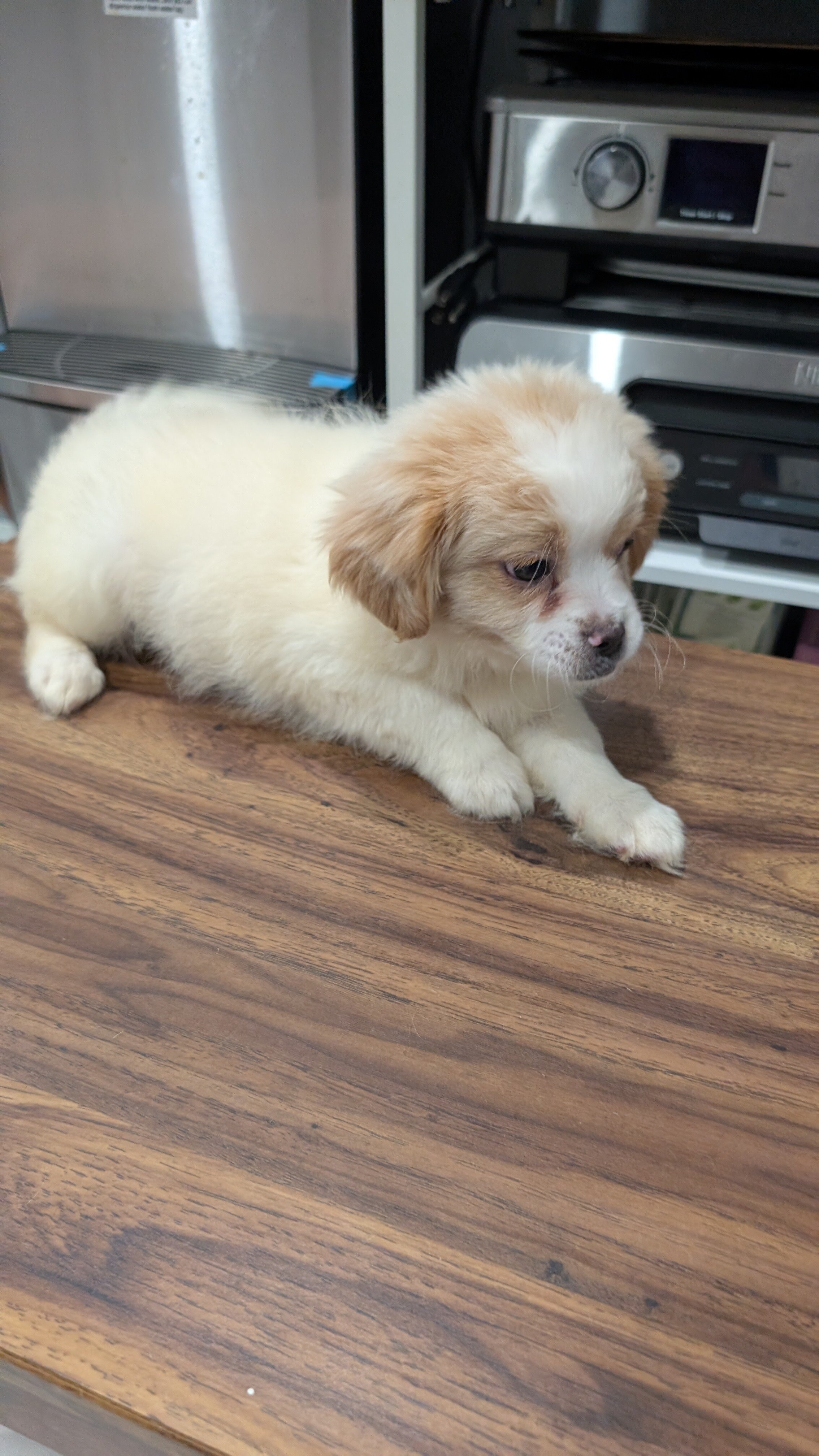 Male puppy, affectionate with kids image 2