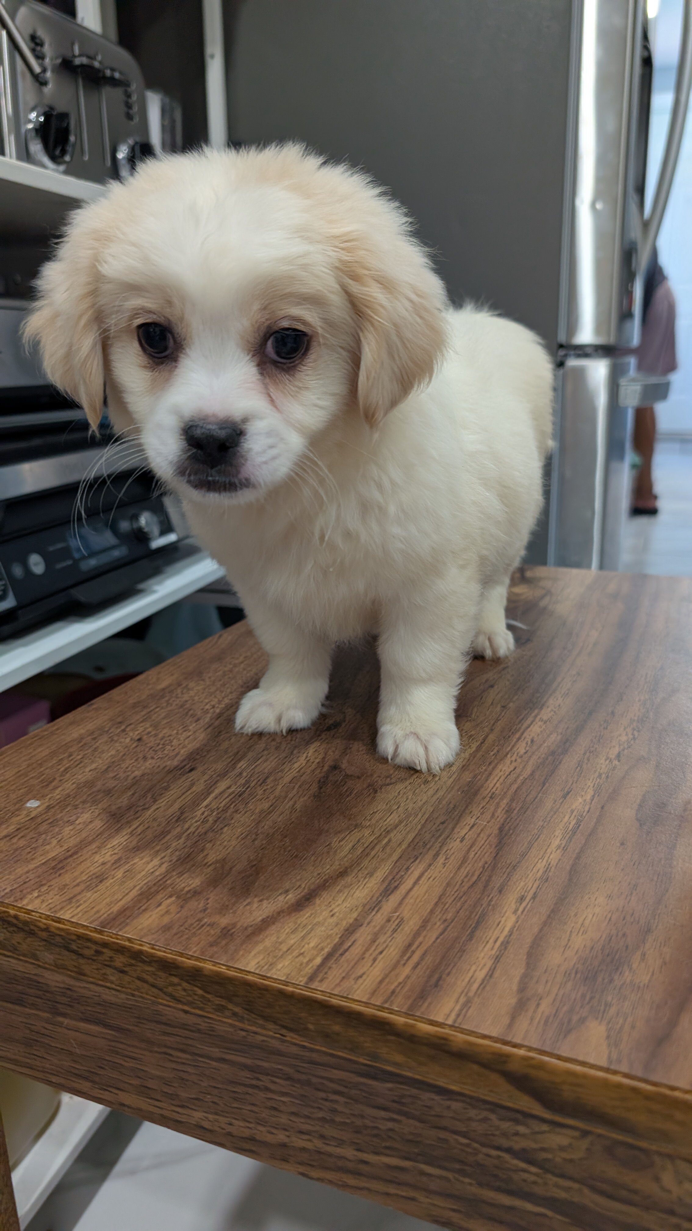 Male puppy, affectionate with kids image 3