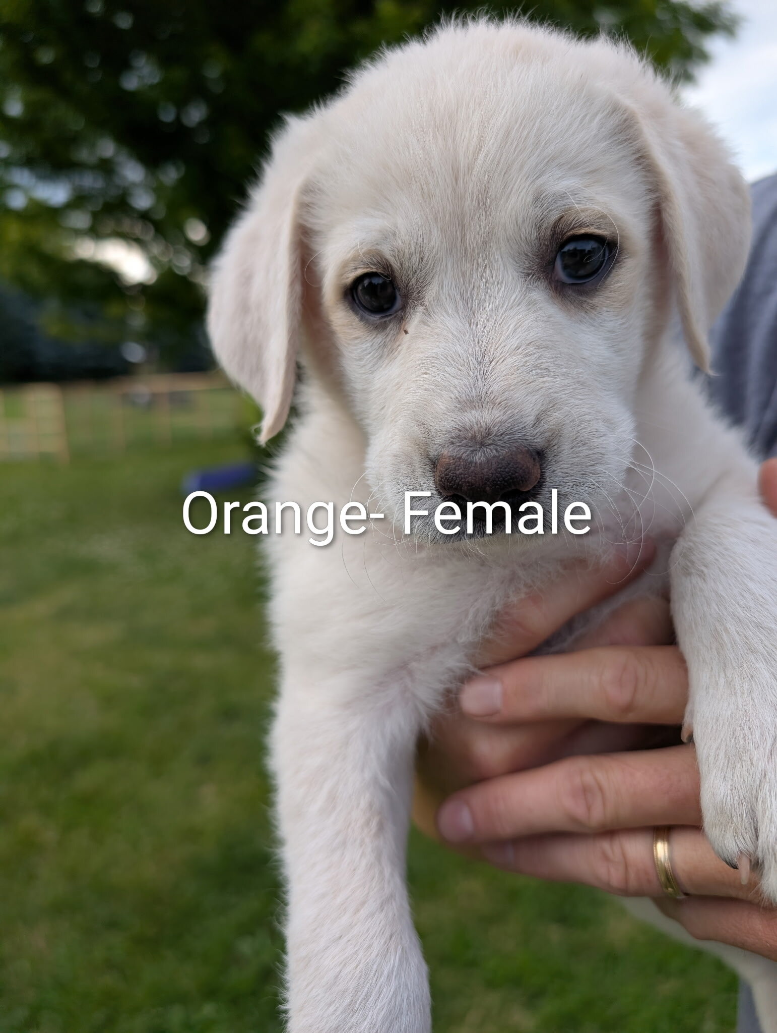 Great Pyrenees/Blue Tic Coonhound Mix puppies image 3