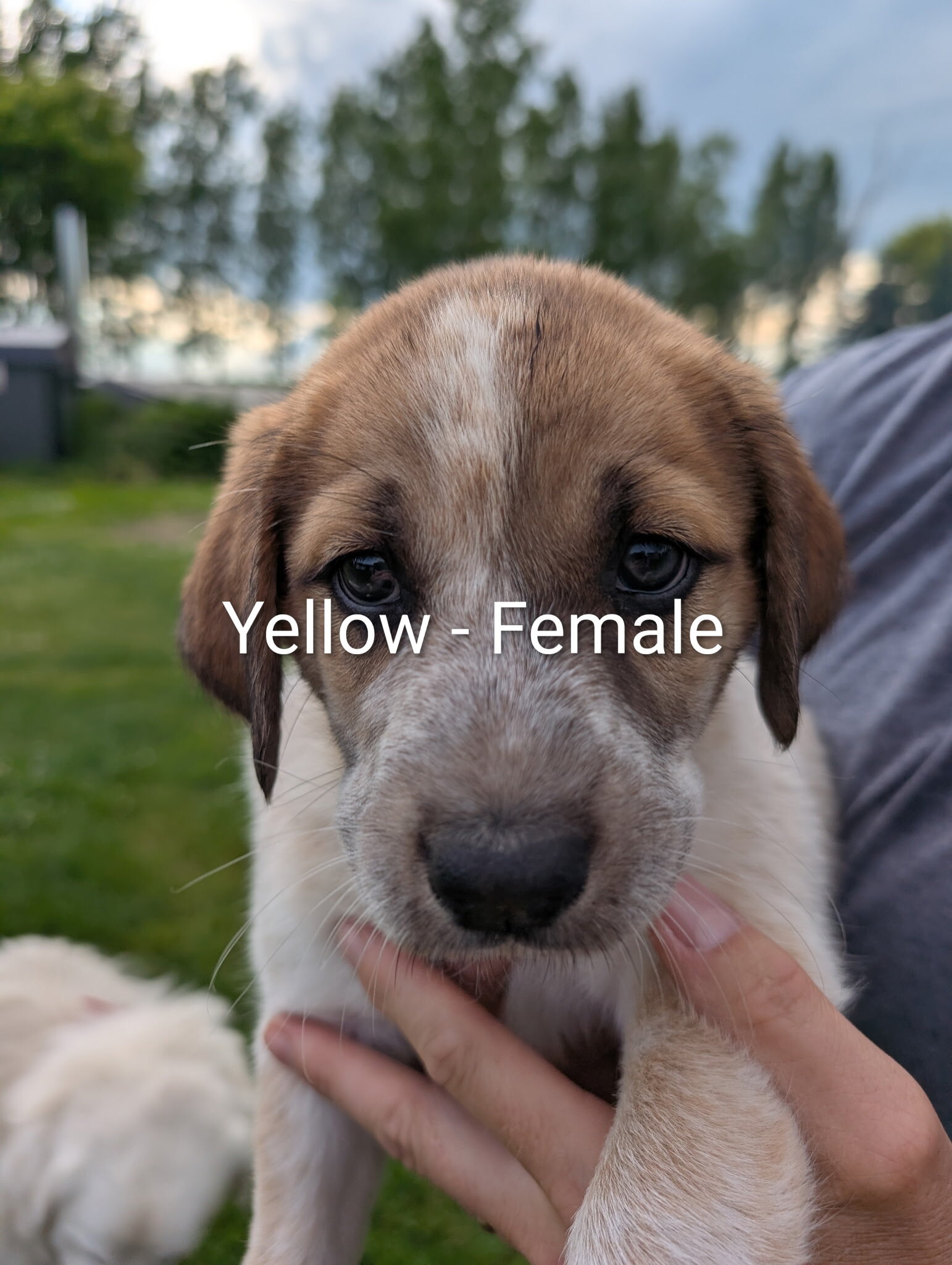 Great Pyrenees/Blue Tic Coonhound Mix puppies image 5