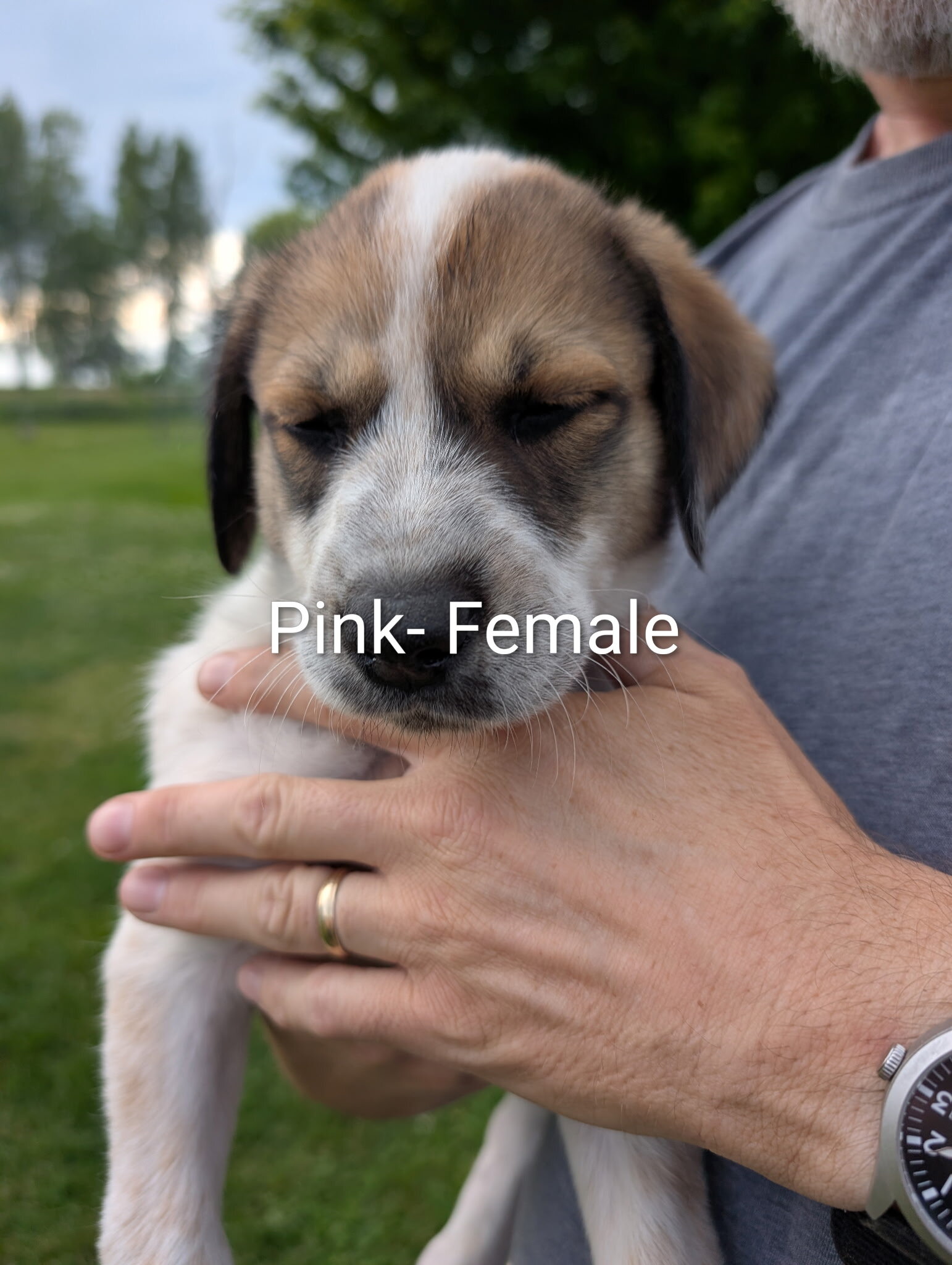 Great Pyrenees/Blue Tic Coonhound Mix puppies image 1