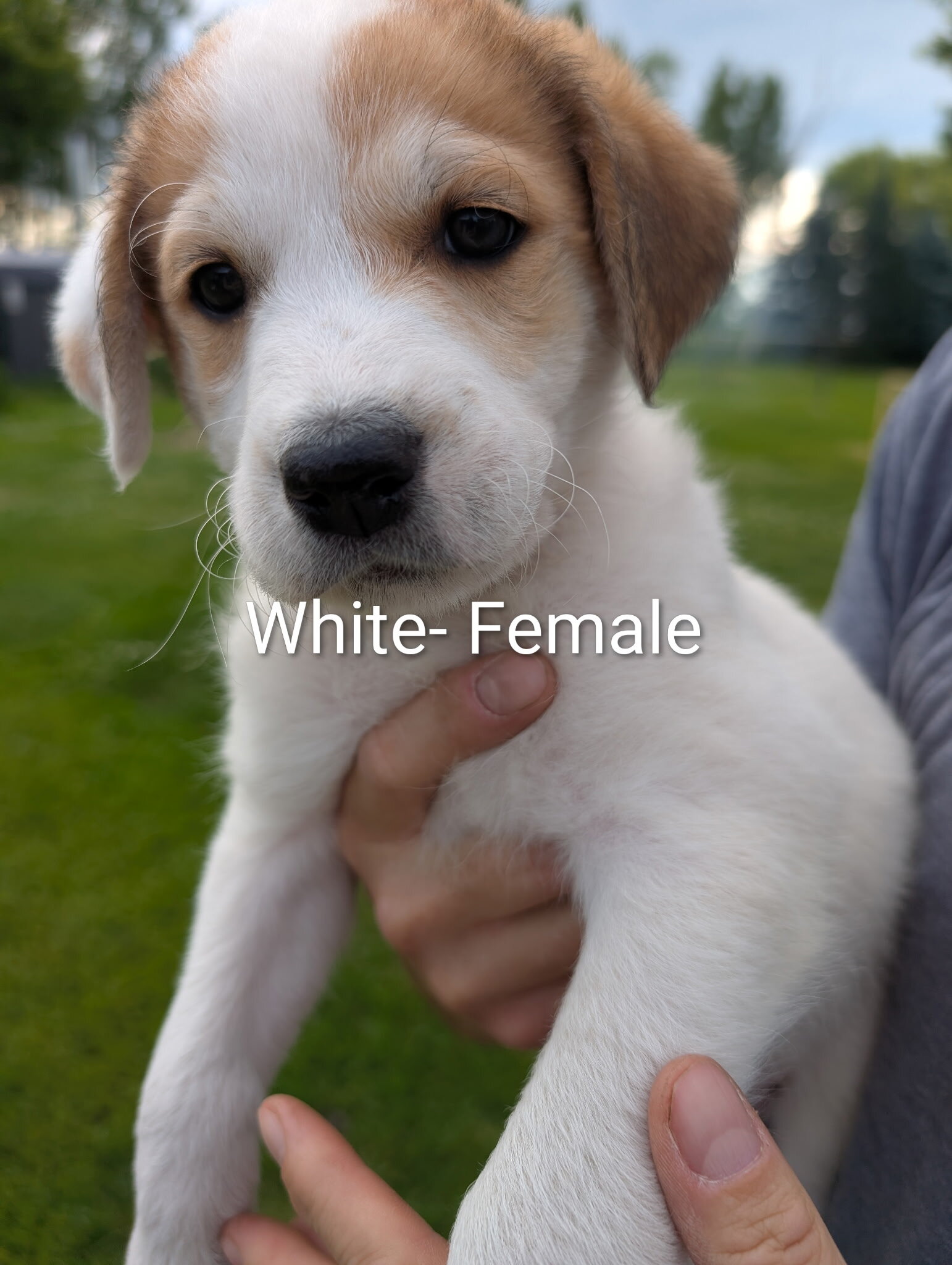 Great Pyrenees/Blue Tic Coonhound Mix puppies image 2
