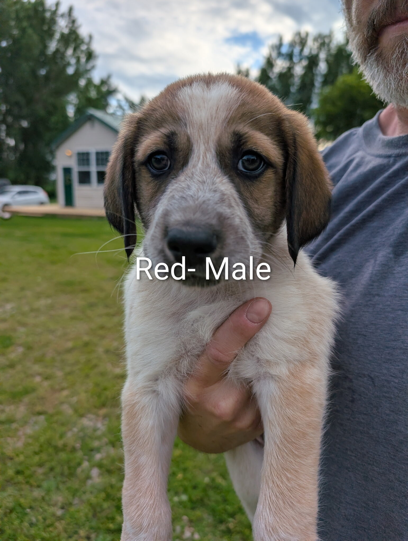 Great Pyrenees/Blue Tic Coonhound Mix puppies image 4