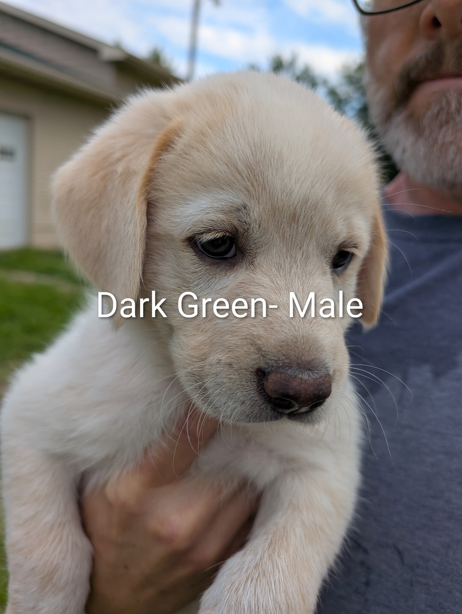 Great Pyrenees/Blue Tic Coonhound Mix puppies image 6