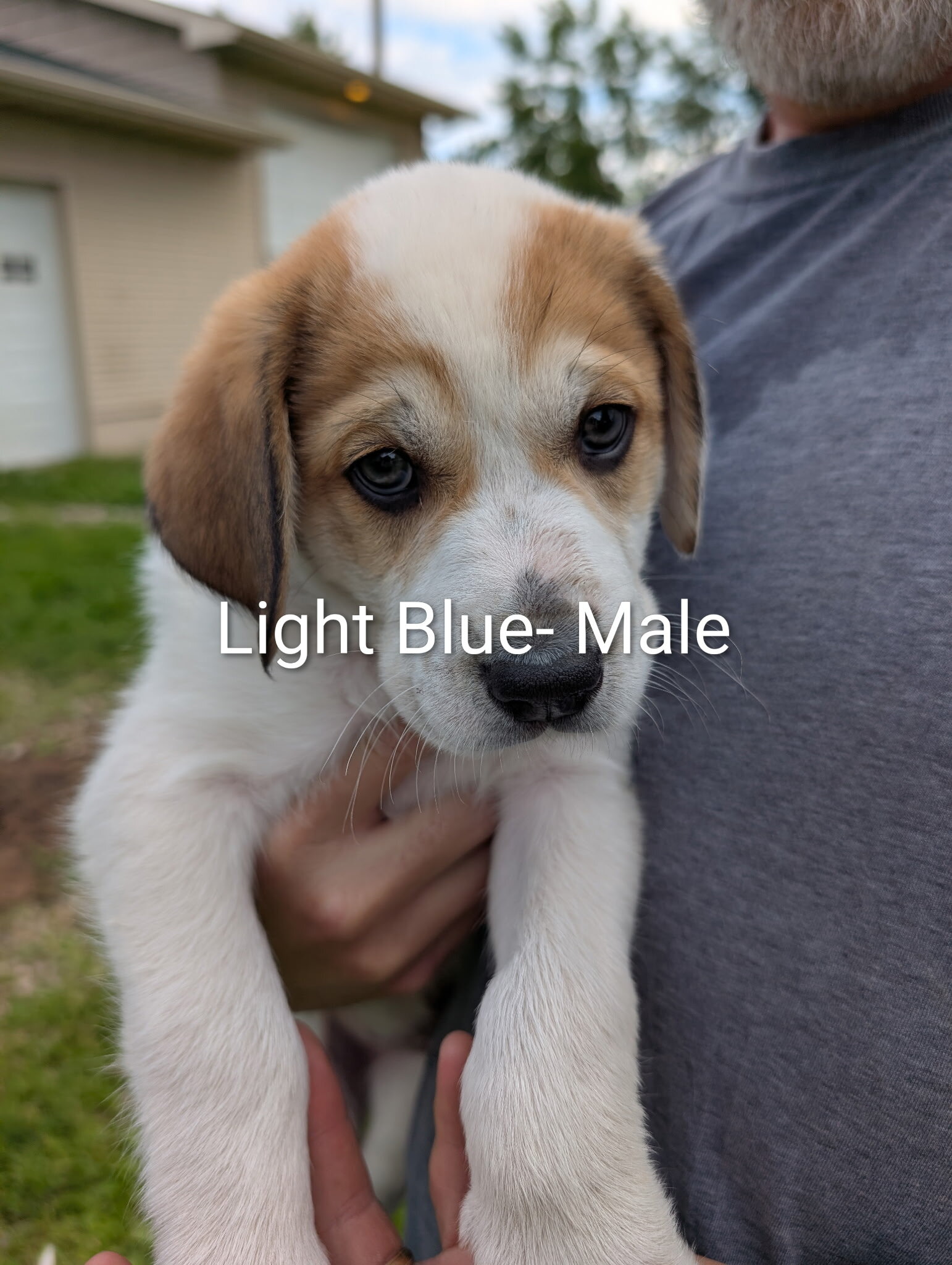 Great Pyrenees/Blue Tic Coonhound Mix puppies image 9