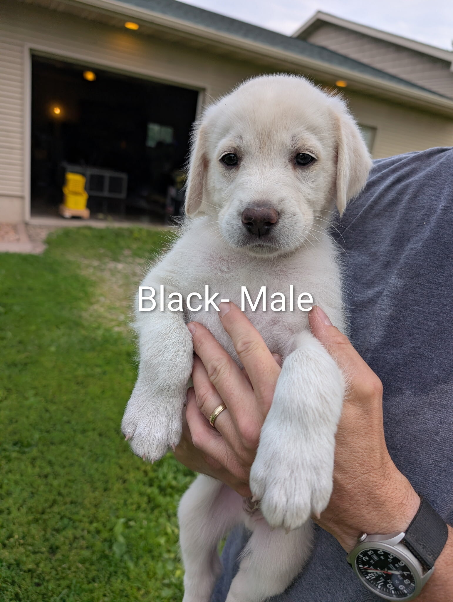 Great Pyrenees/Blue Tic Coonhound Mix puppies image 8