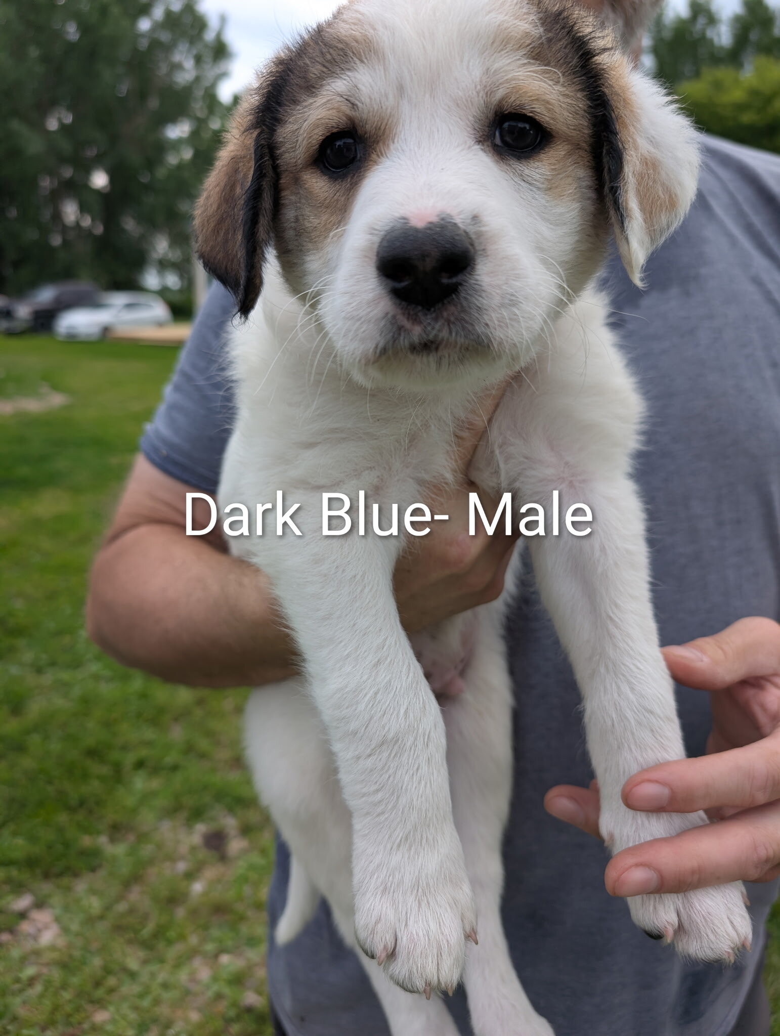 Great Pyrenees/Blue Tic Coonhound Mix puppies image 10