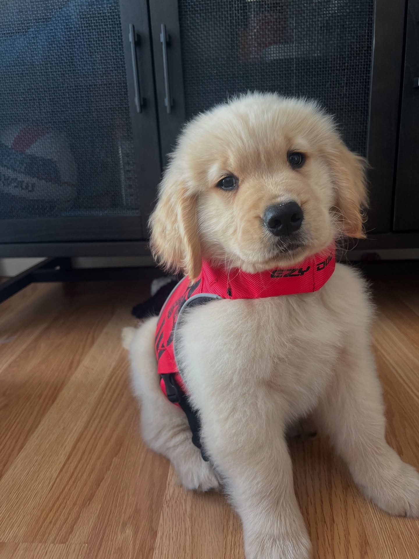 Golden Retriever puppy image 1