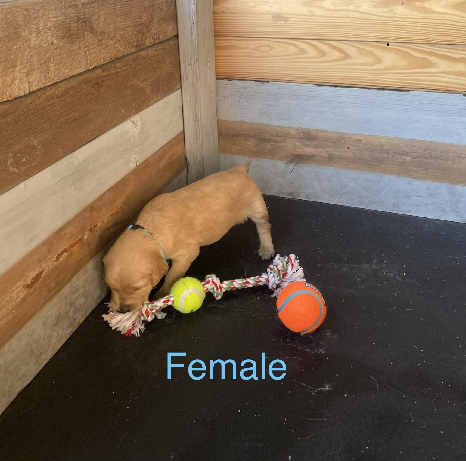 Golden Retriever Puppies image 9