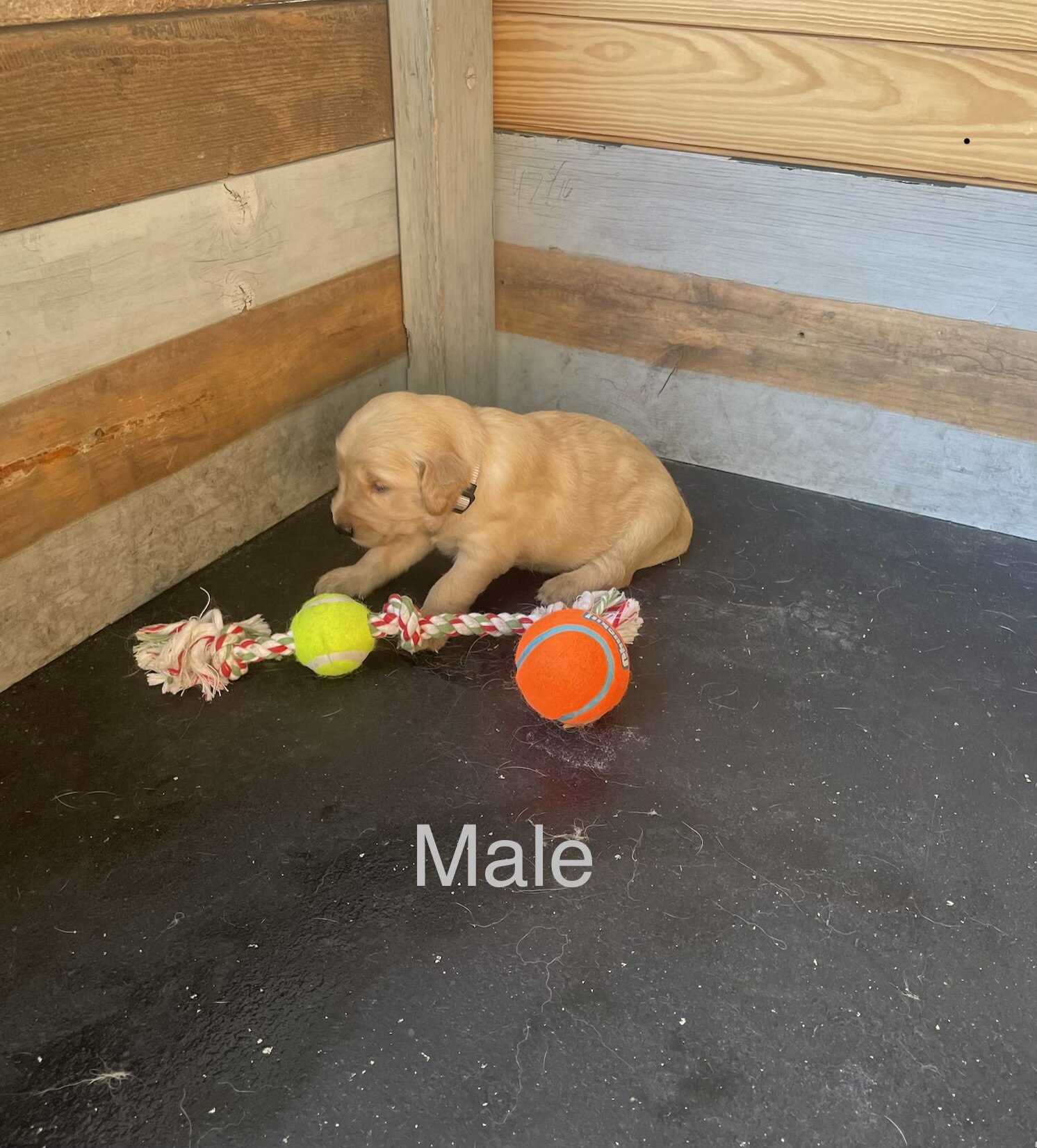 Golden Retriever Puppies image 8
