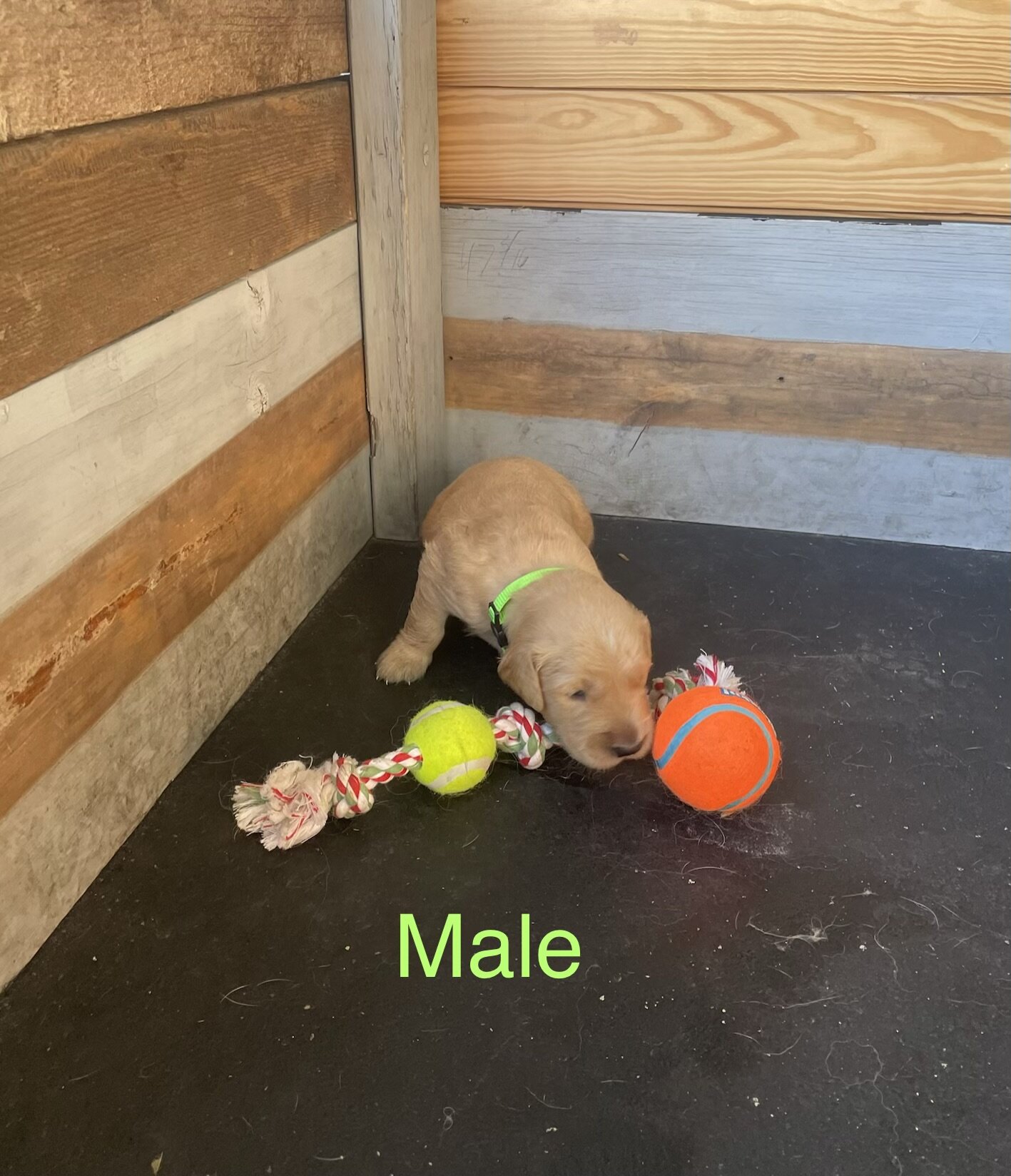 Golden Retriever Puppies image 7