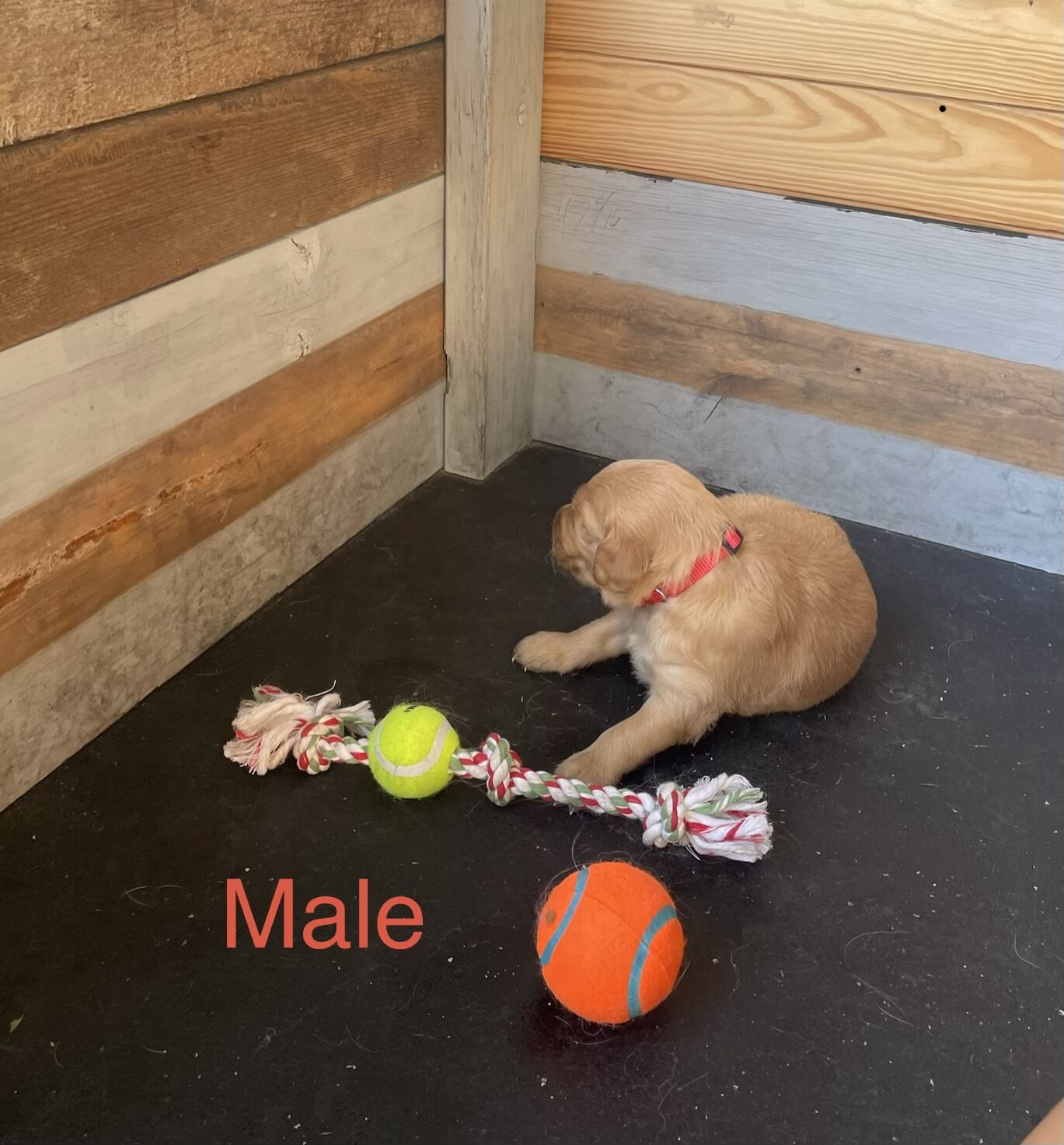 Golden Retriever Puppies image 6