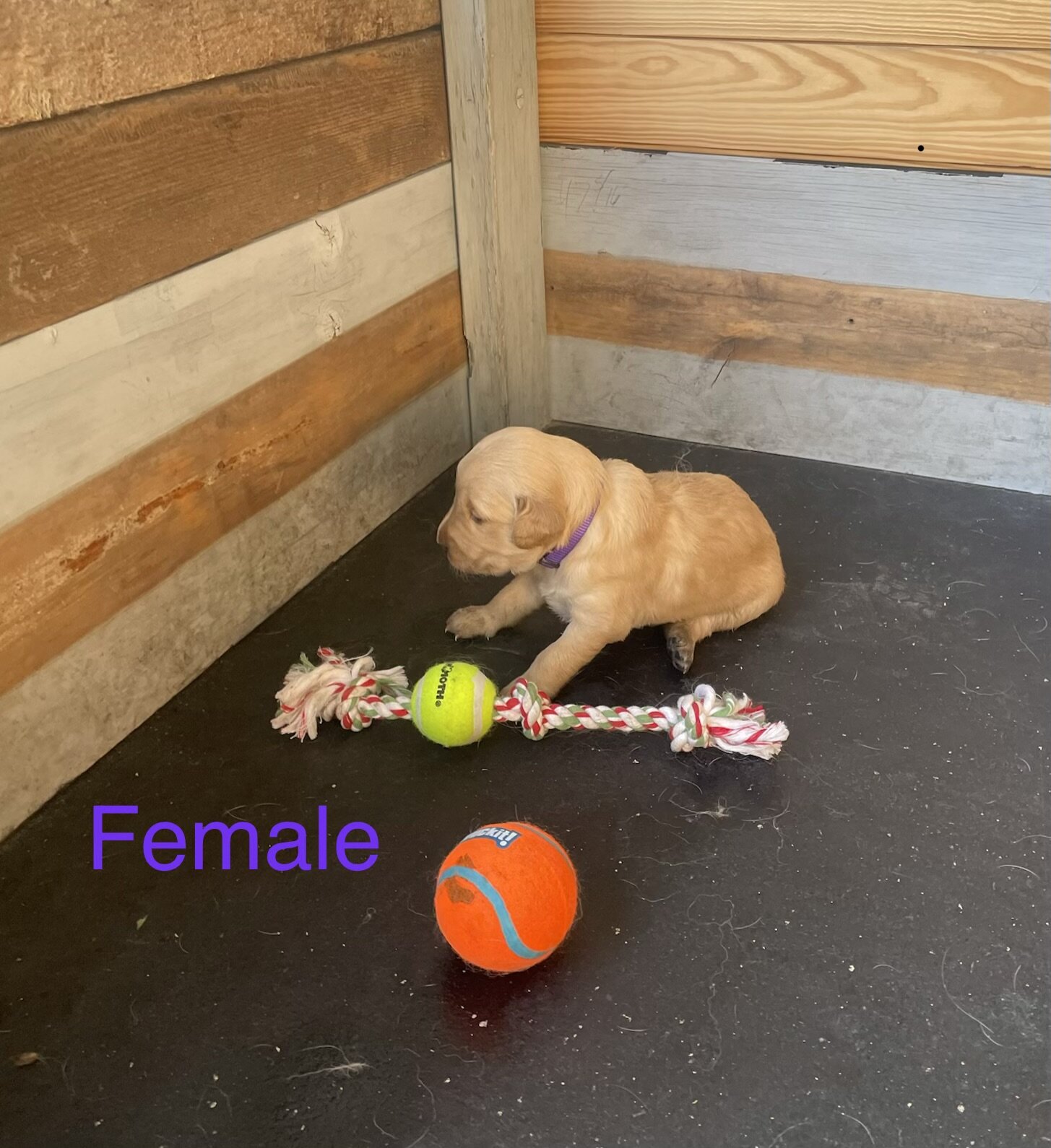 Golden Retriever Puppies image 5