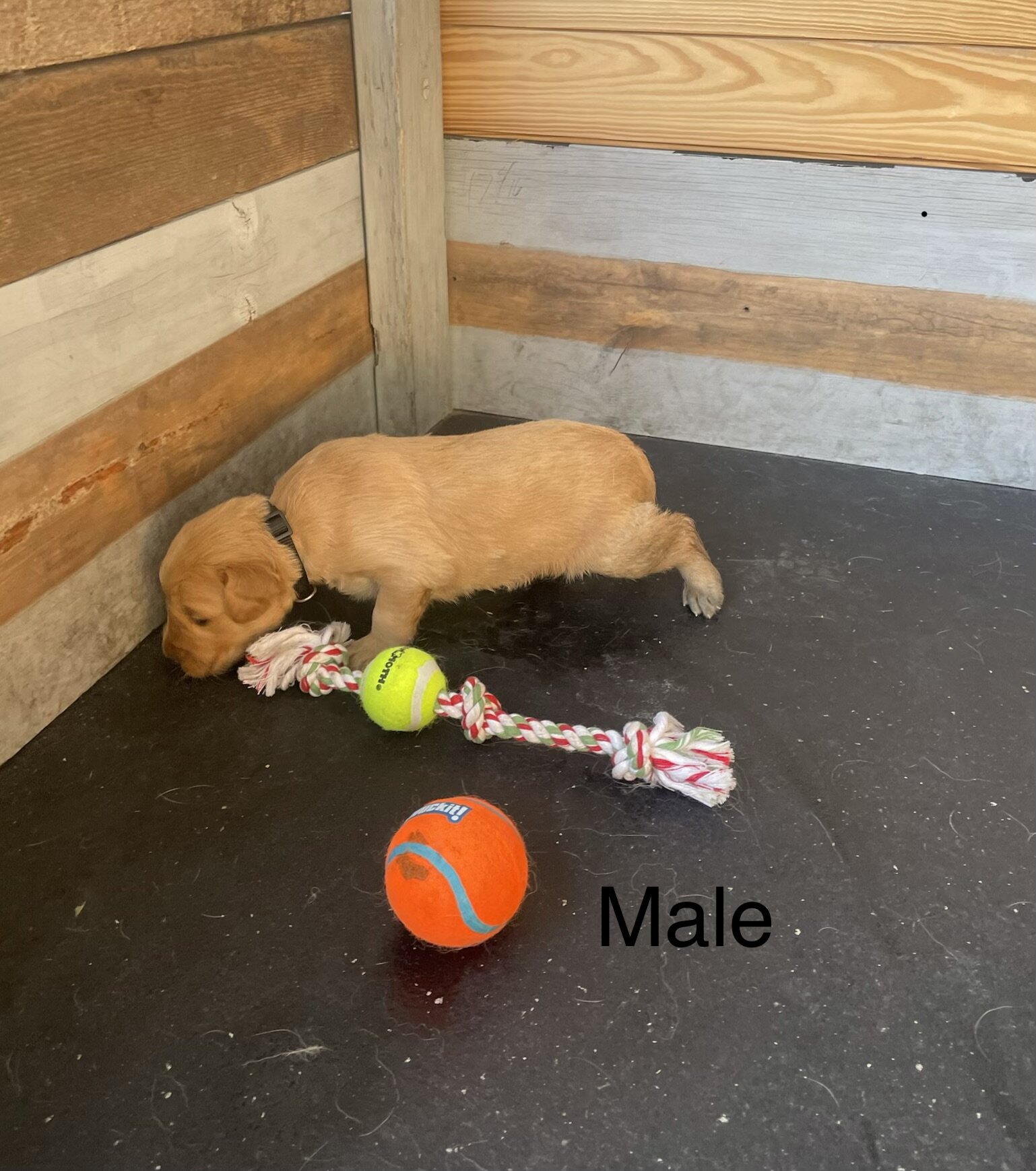 Golden Retriever Puppies image 4