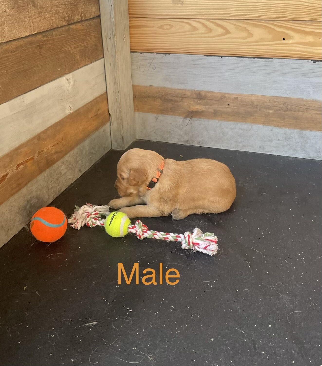 Golden Retriever Puppies image 3