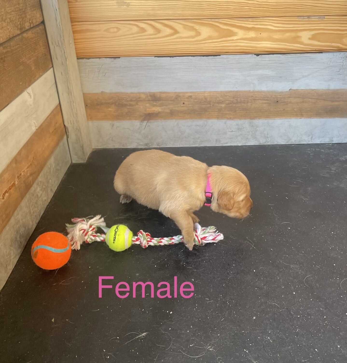 Golden Retriever Puppies image 2